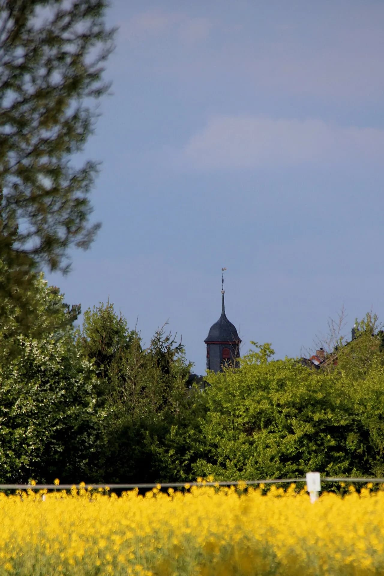 Kirchturm über einem Rapsfeld am Ortsrand von Erzhausen