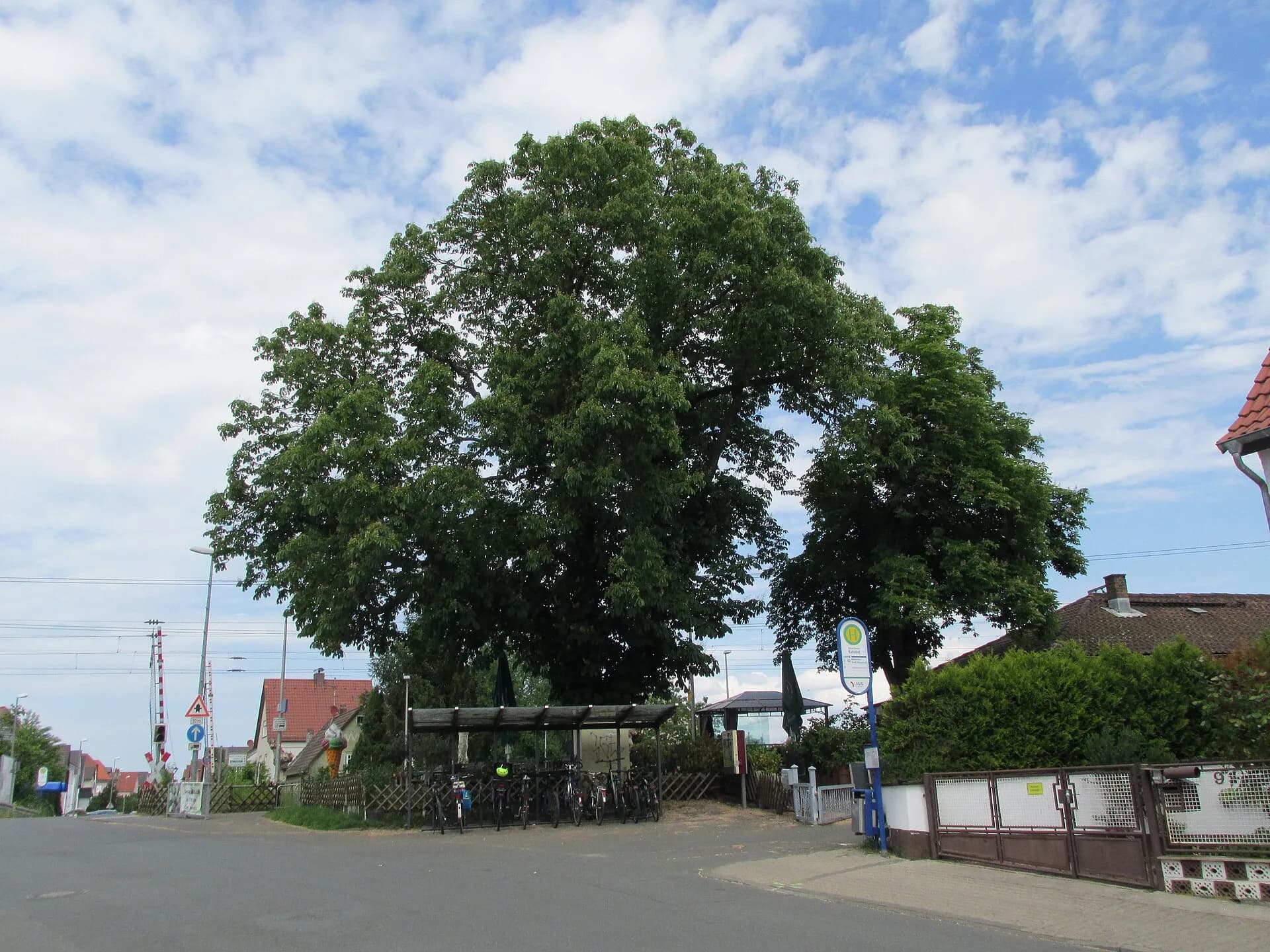 Kastanie als Naturdenkmal in Büttelborn-Klein-Gerau