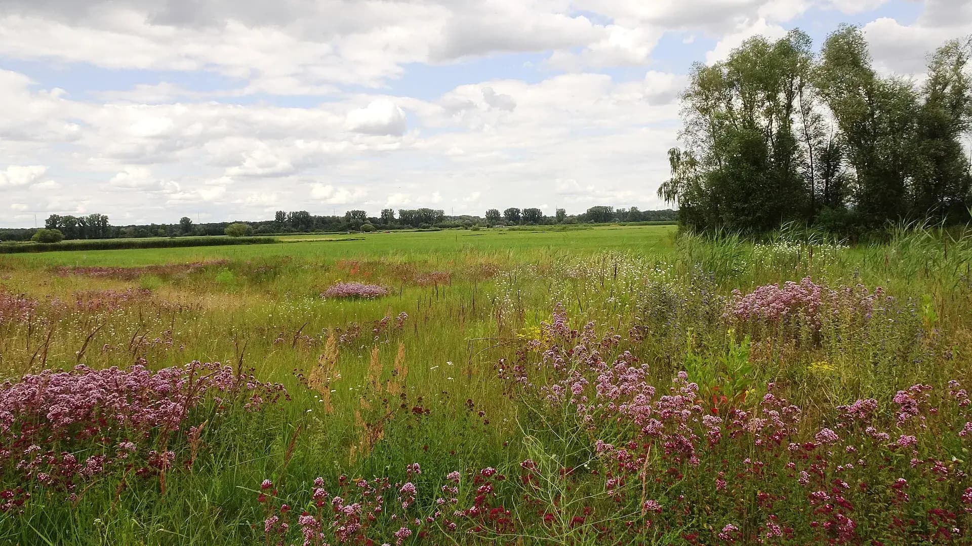 Blumenwiese im Naturschutzgebiet Die kleine Qualle bei Babenhausen