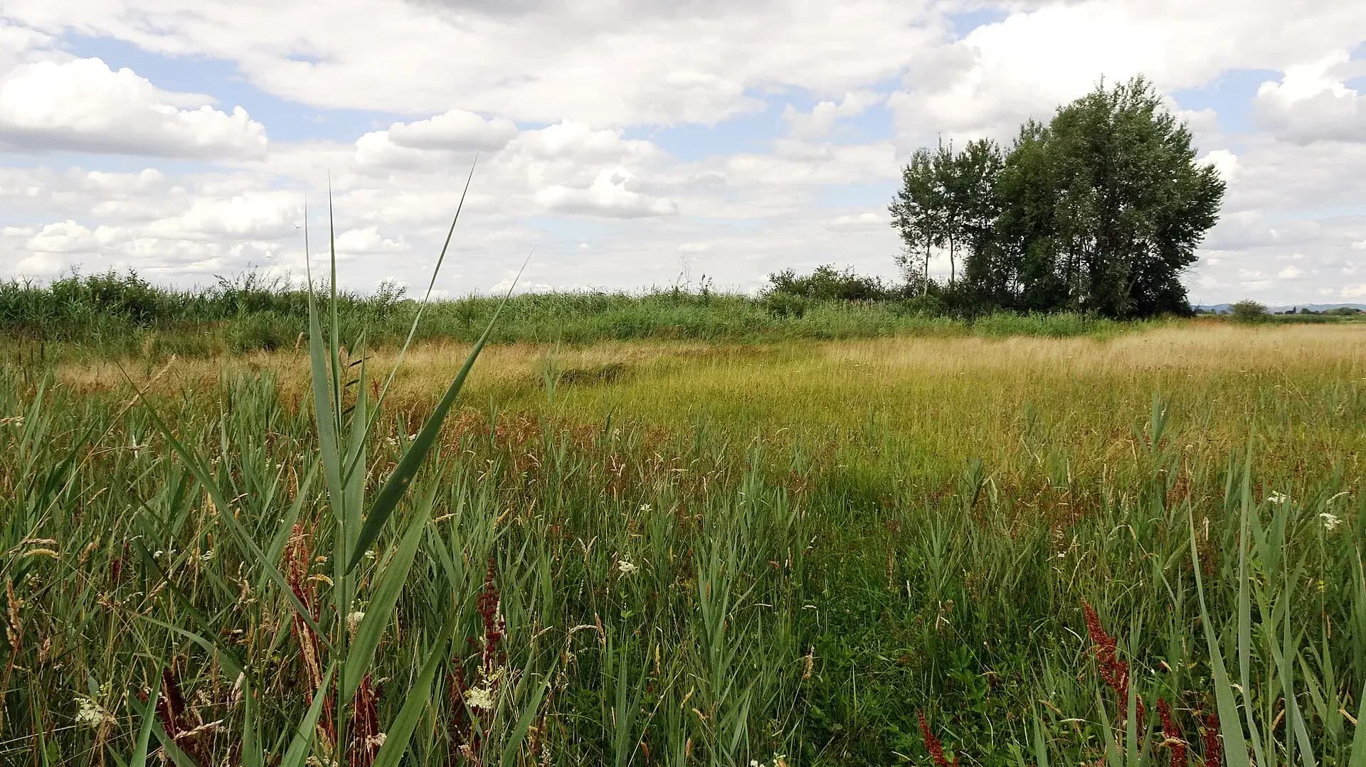 Schilfgürtel im Naturschutzgebiet Die kleine Qualle bei Babenhausen