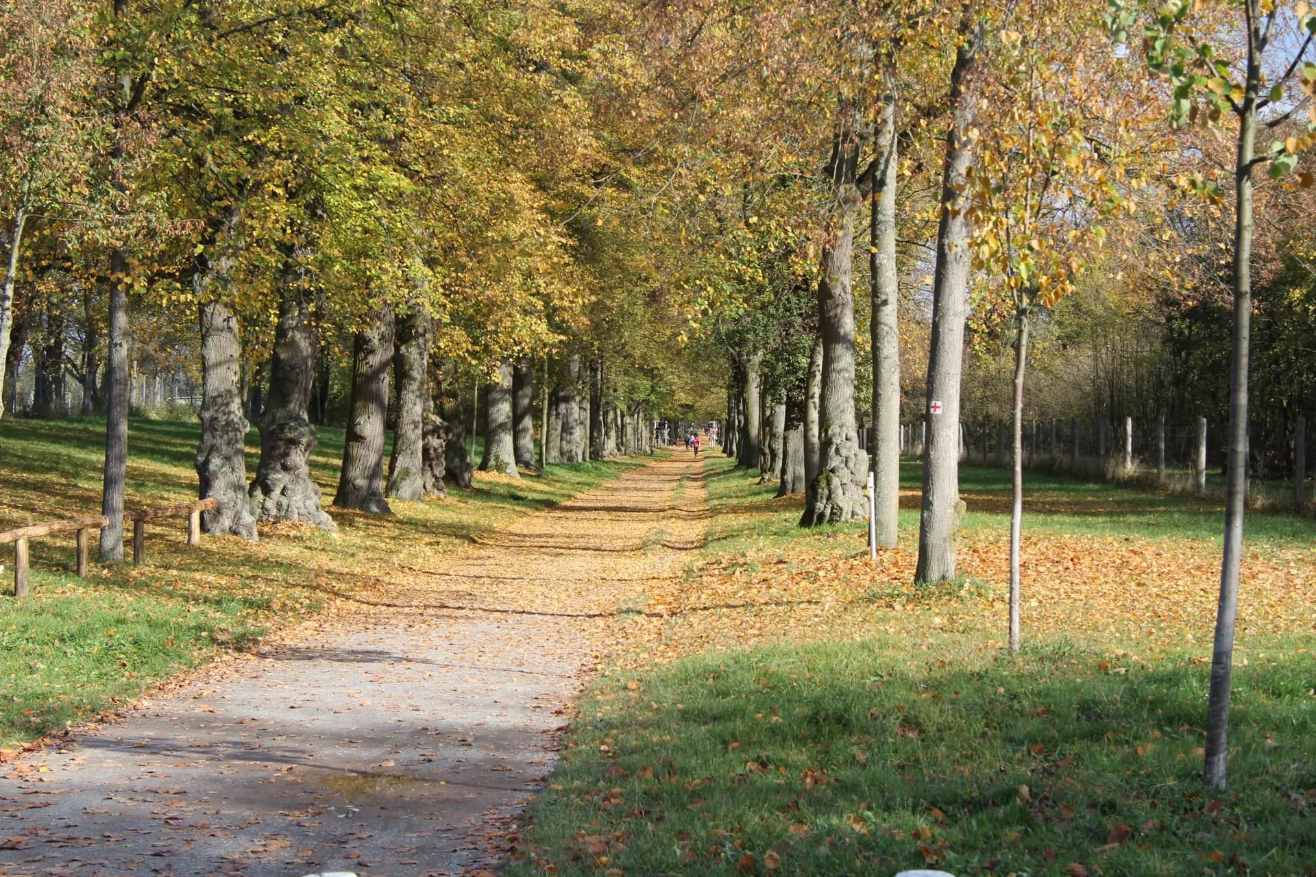 Kleine Schönbuschallee Richtung Aschaffenburg im Herbst