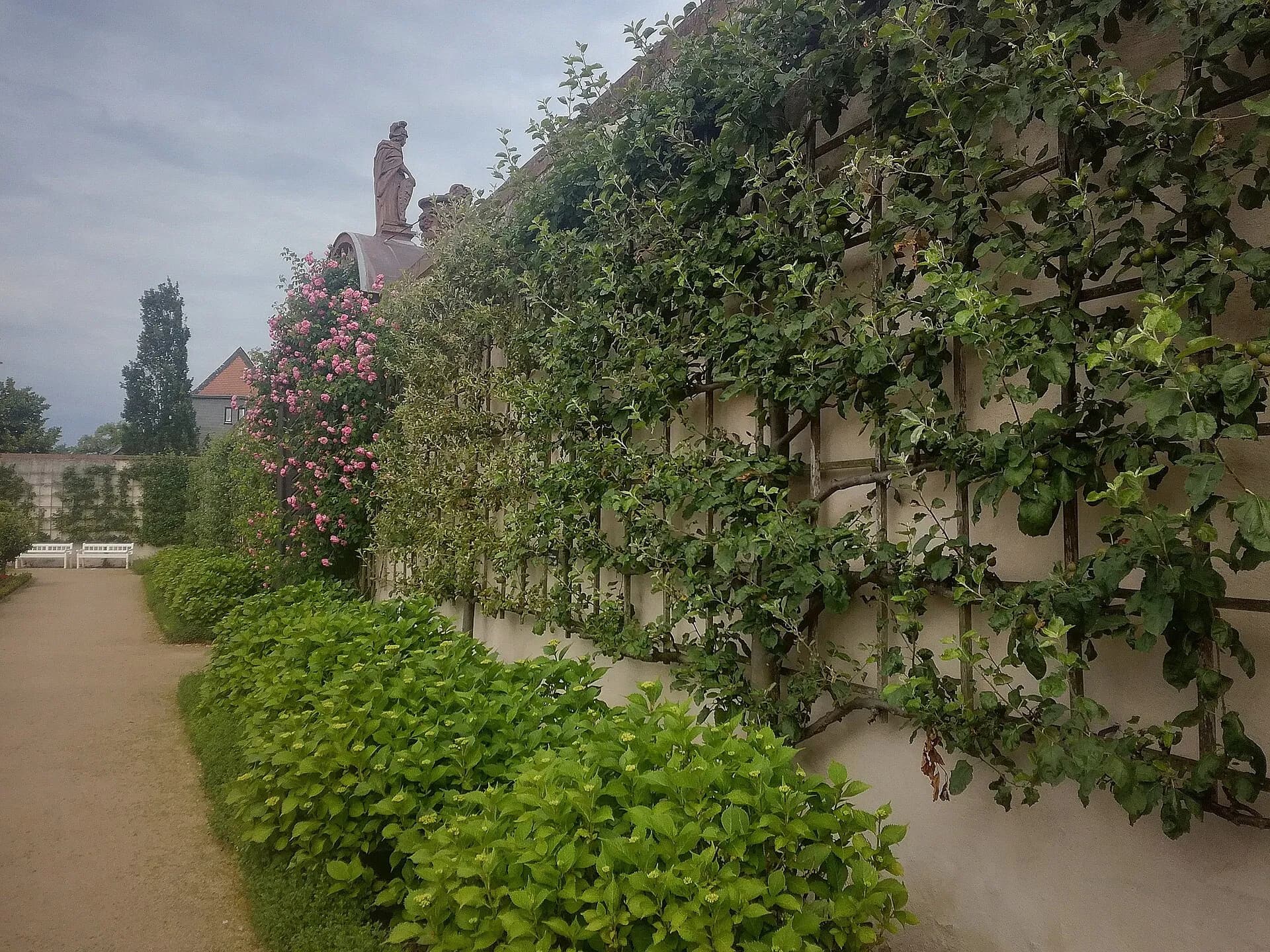 Spalierobst im Konventgarten in Seligenstadt