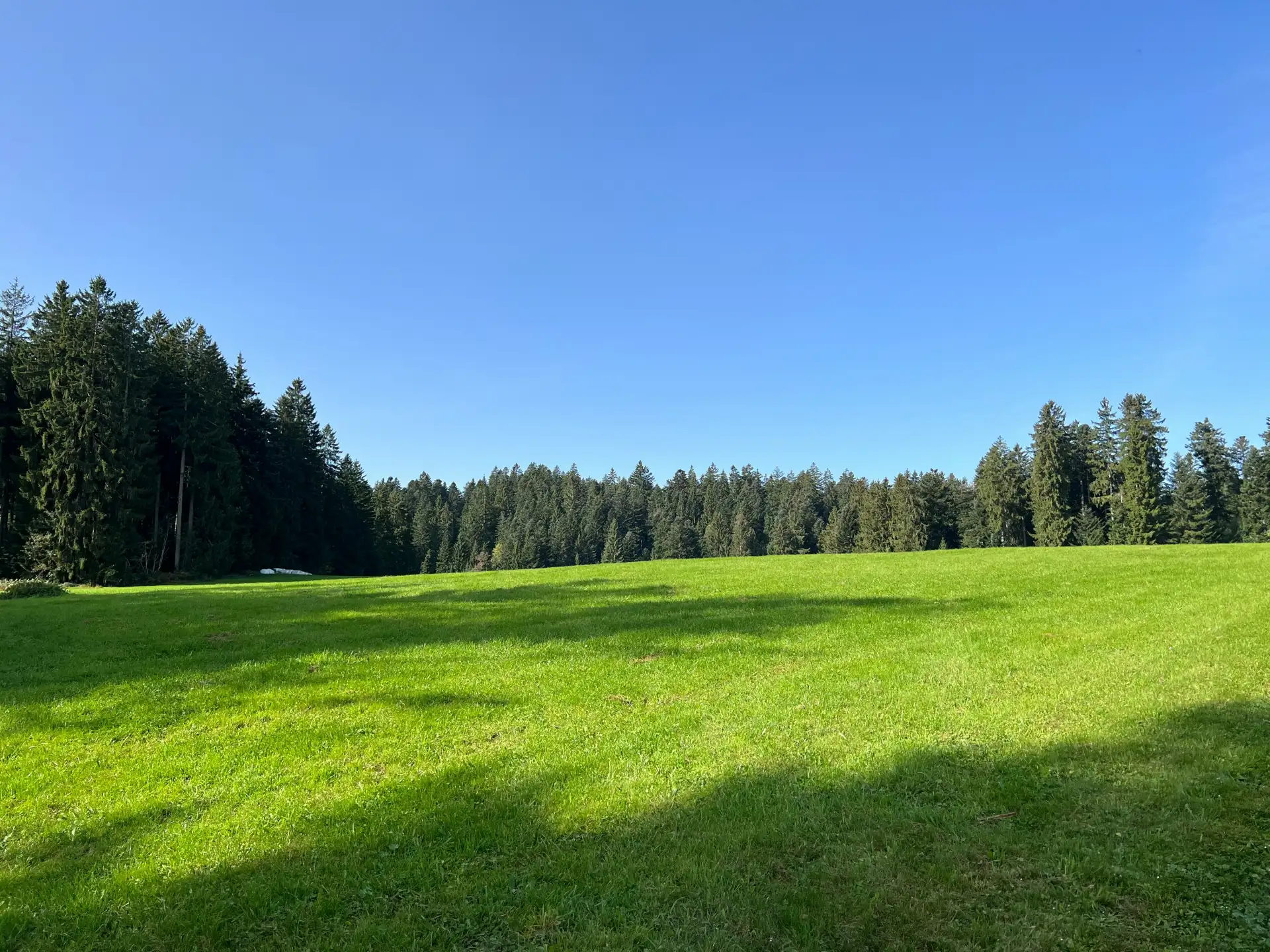 Weite Wiese am Rand eines Nadelwalds unter blauem Himmel