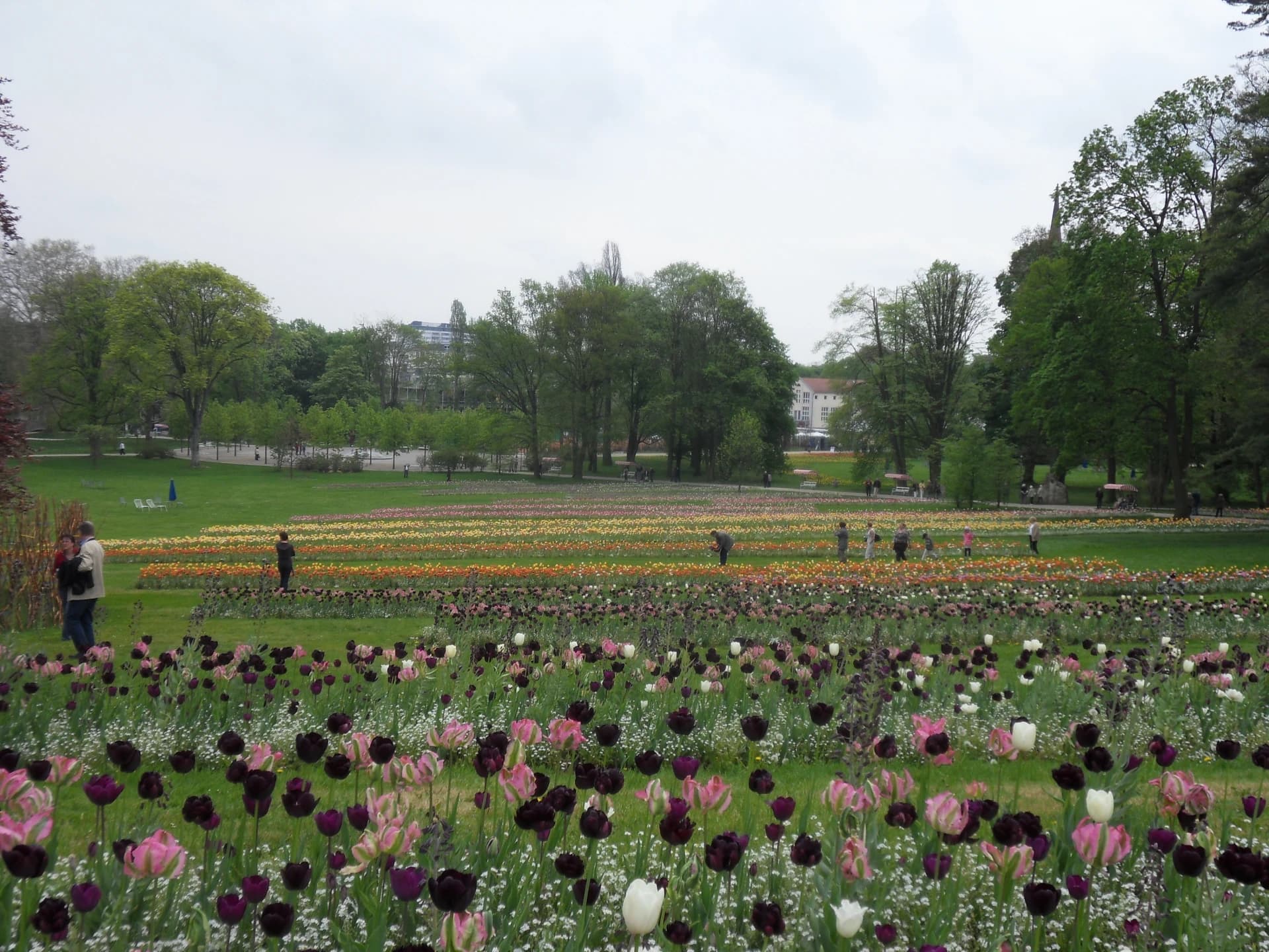 Tulpenfelder der Landesgartenschau in Bad Nauheim