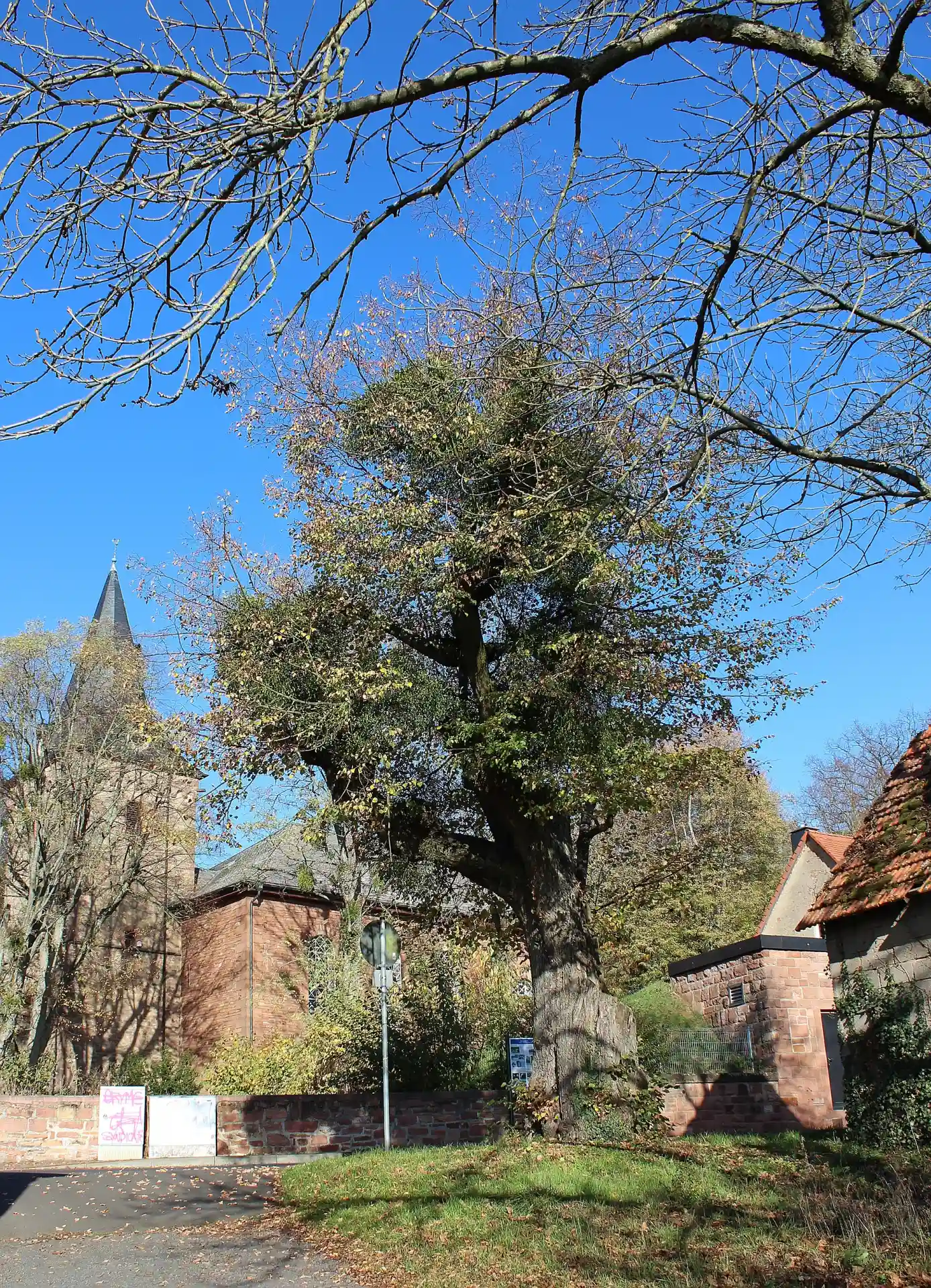Naturdenkmal Linde in Gründau-Niedergründau