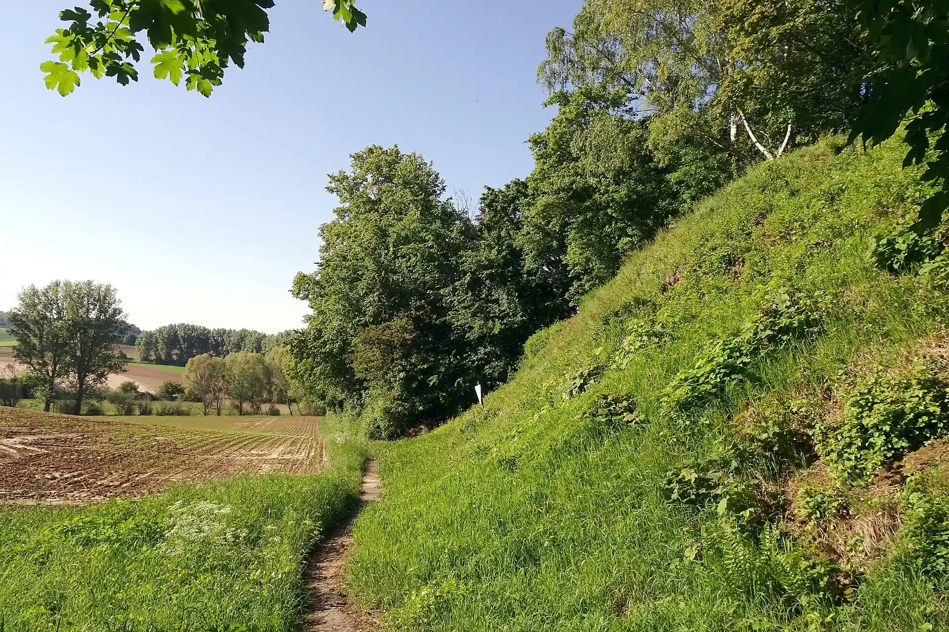 Lösswand am Hohlweg bei Dilshofen in Reinheim