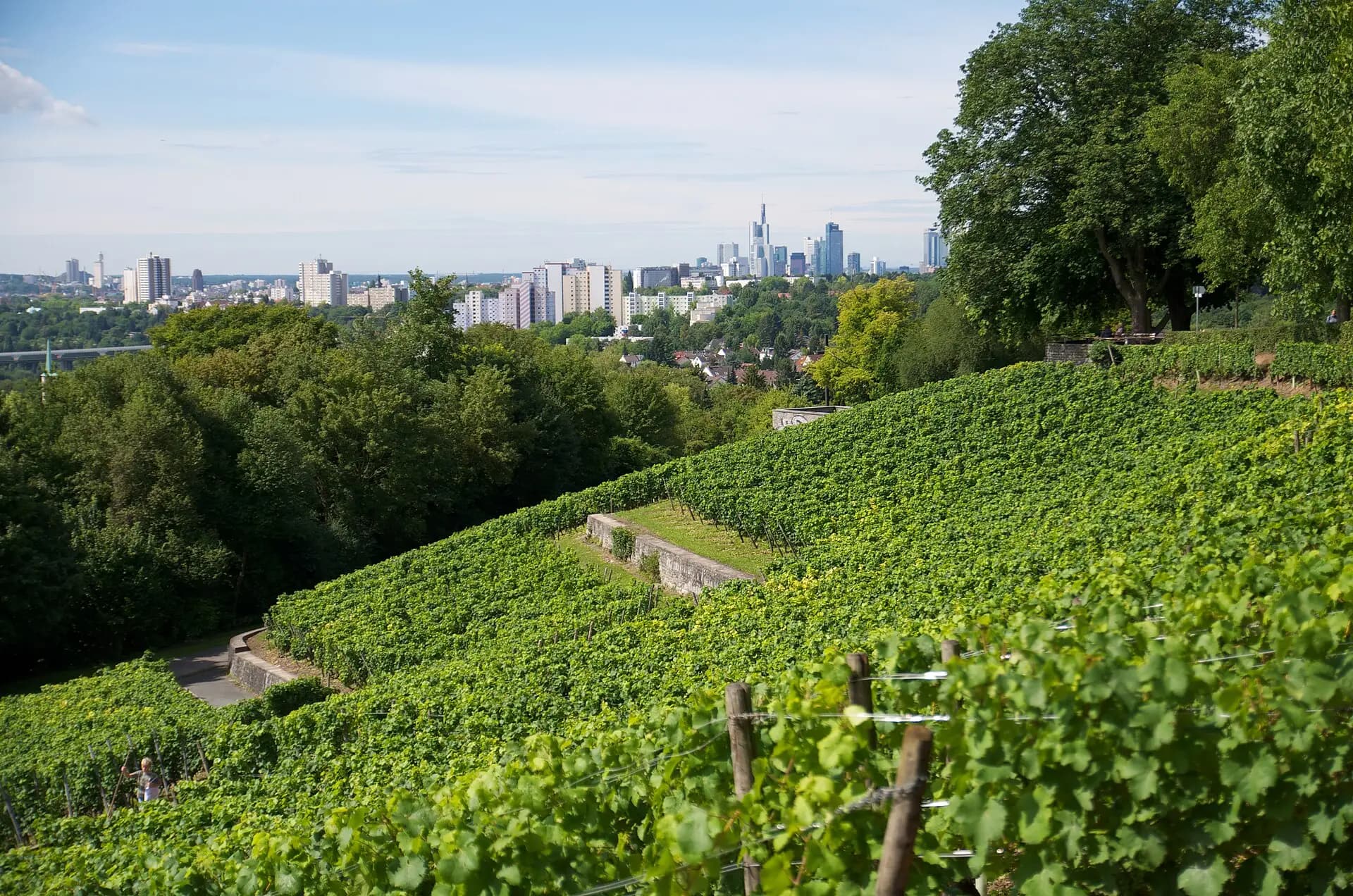 Weinberghang am Lohrberg in Frankfurt Seckbach
