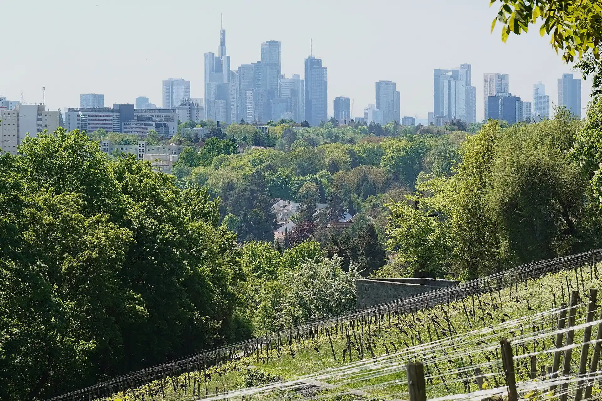 Weinberg am Lohrberg mit Frankfurter Skyline in Frankfurt Seckbach
