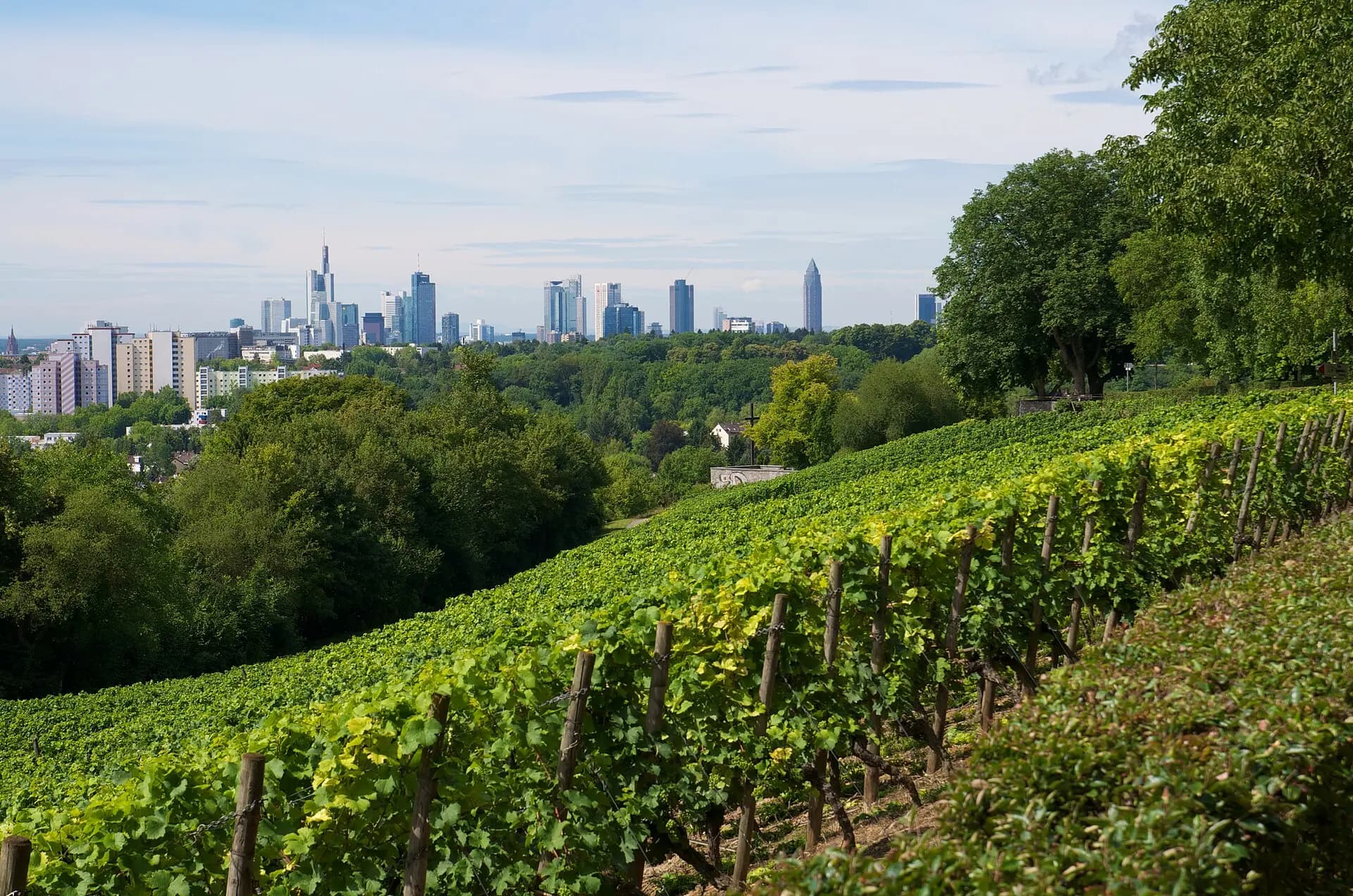 Weinberg am Lohrberg im Sommer in Frankfurt Seckbach