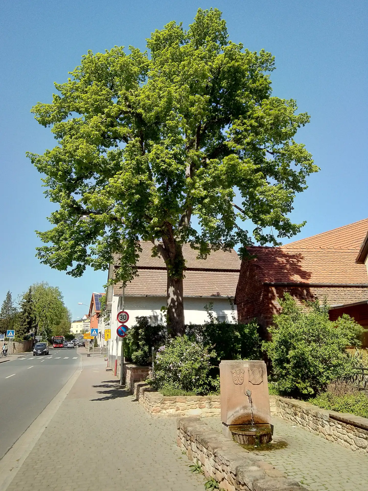 Prinzregent-Luitpold-Linde in Sulzbach am Main