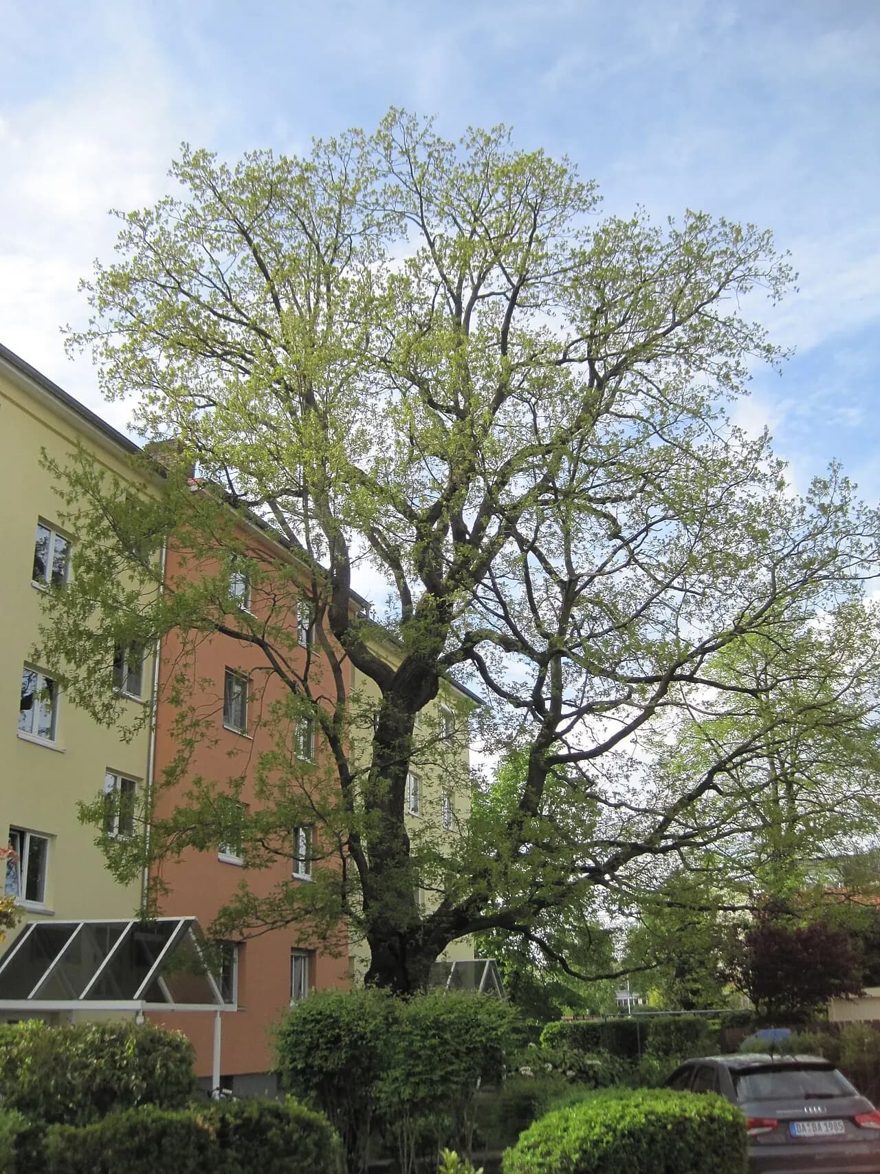 Luthereiche vor Wohnbebauung in Rodgau-Dudenhofen