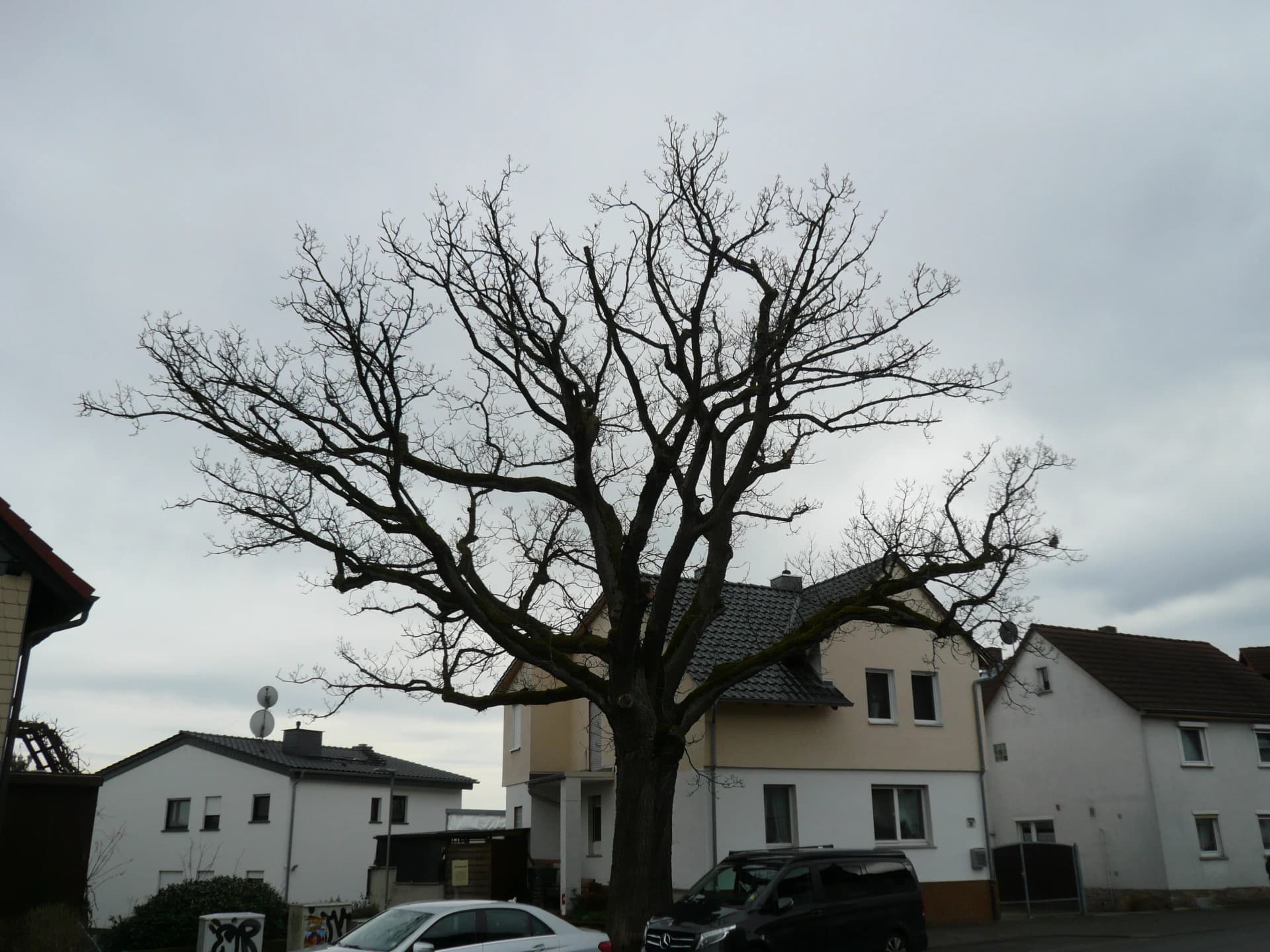 Luthereiche in Ober-Rosbach, Rosbach vor der Höhe
