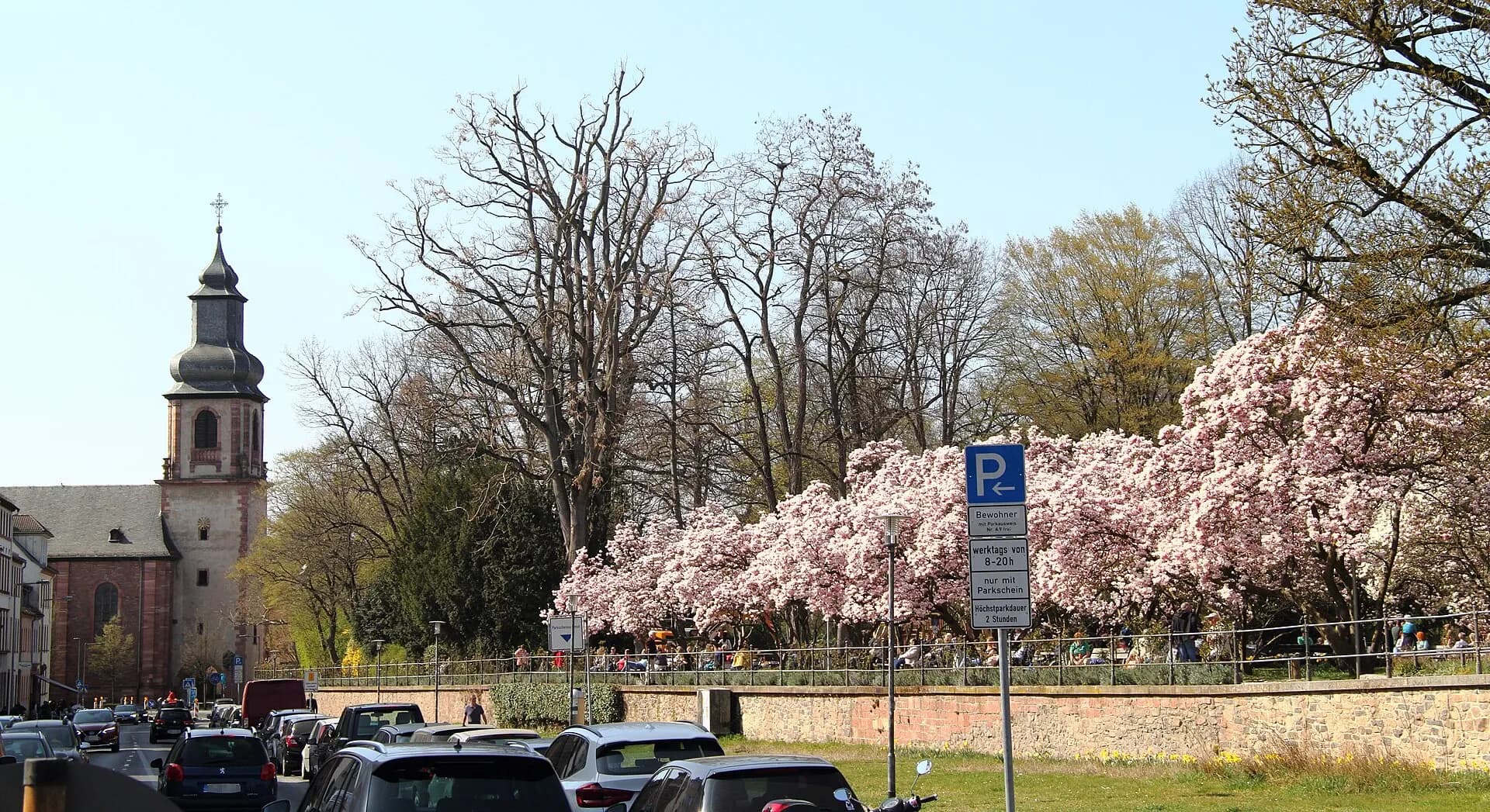 Blühender Magnolienhain mit Stiftskirchturm in Aschaffenburg