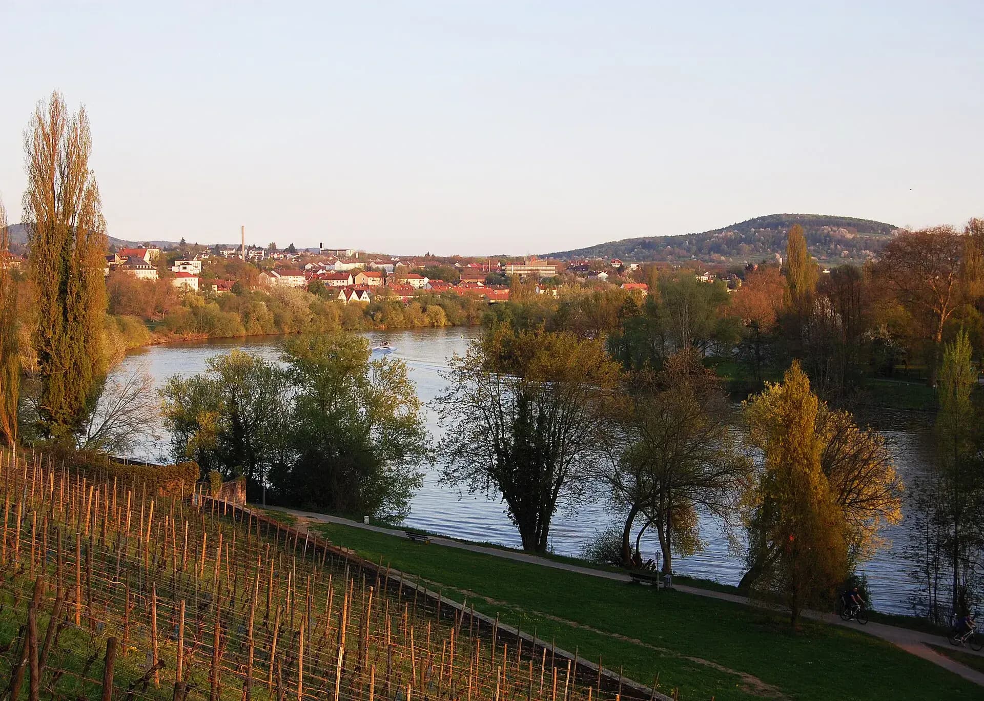 Main mit Weinberg im Herbst in Aschaffenburg