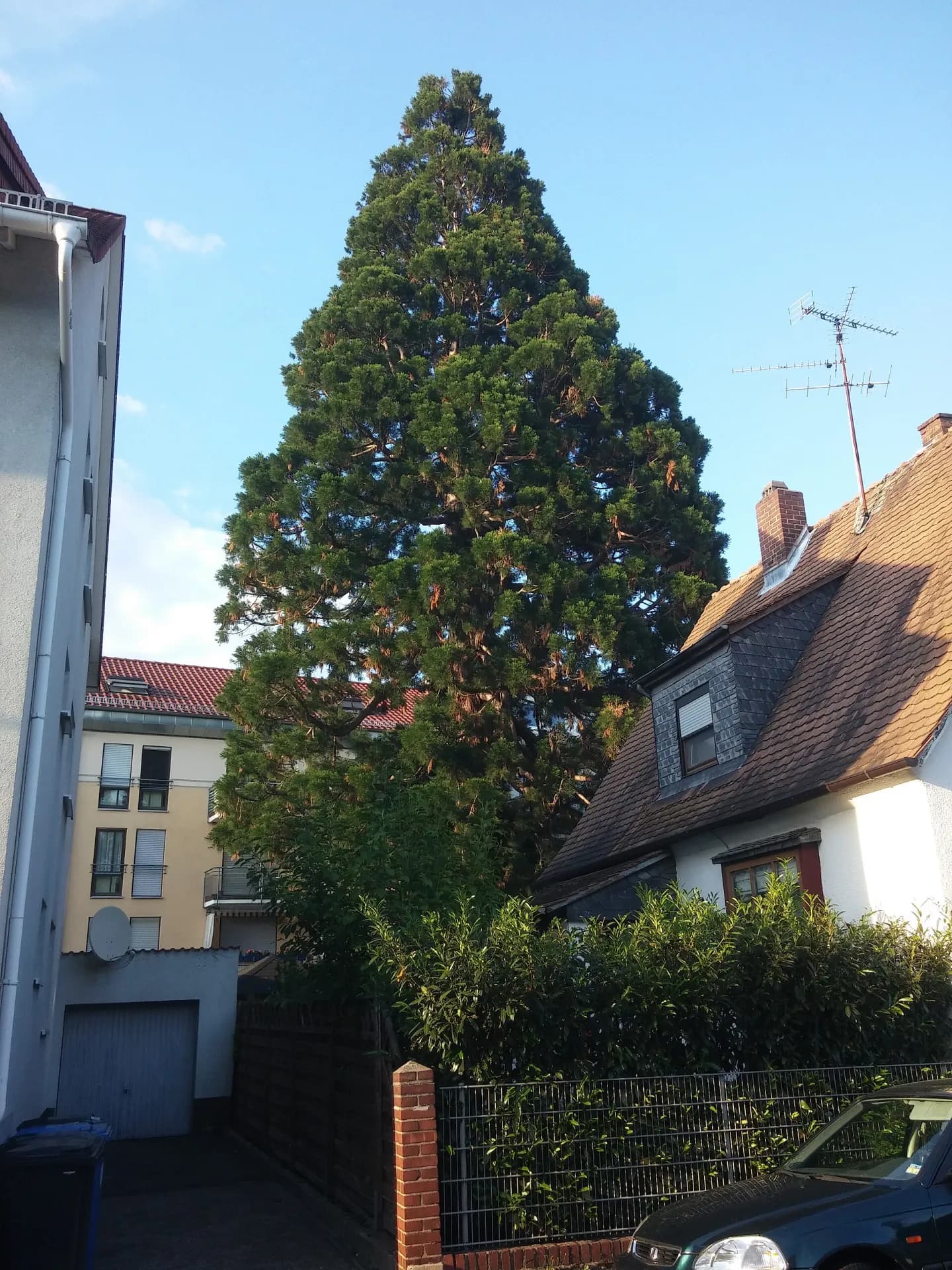 Mammutbaum in Langen