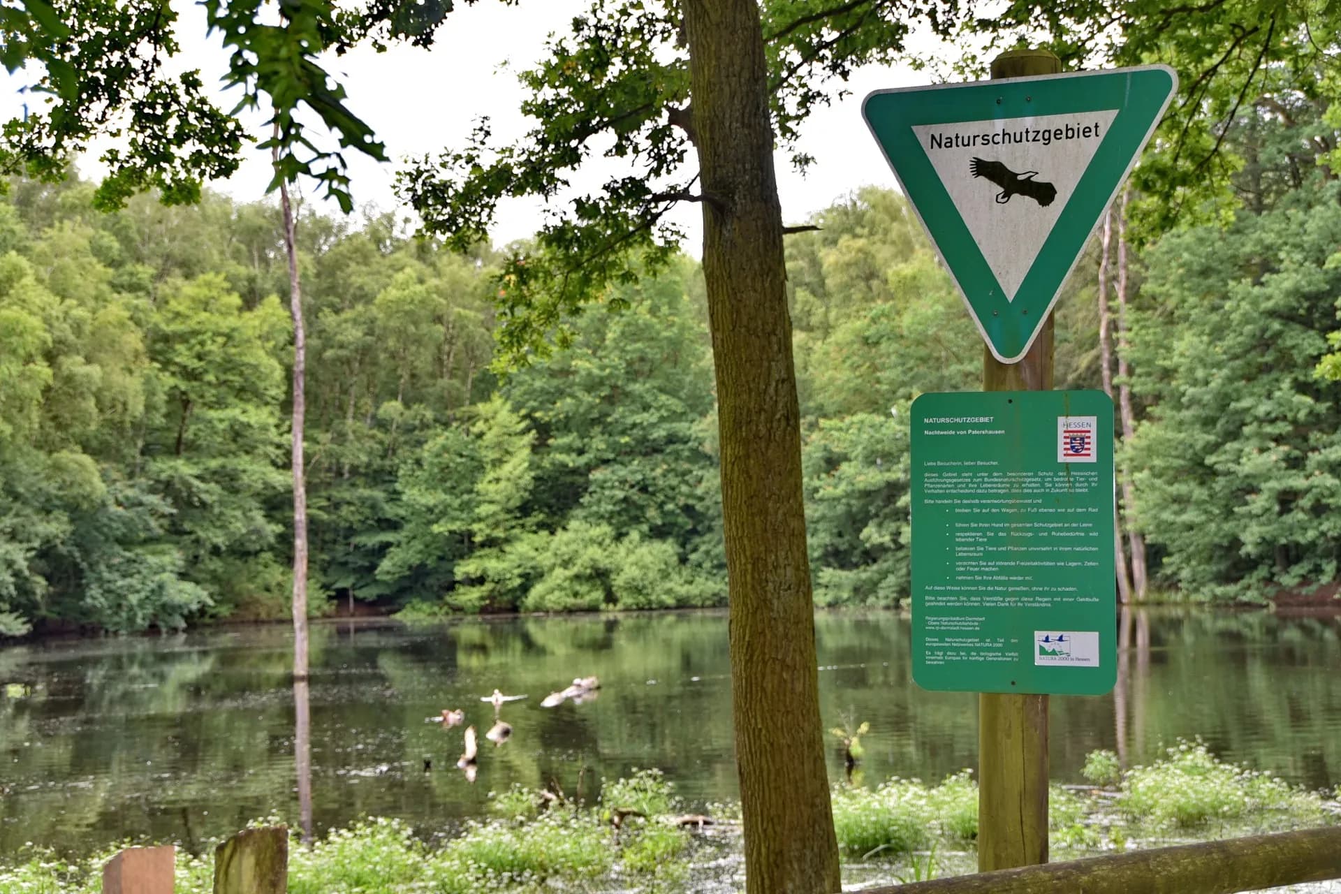 Teich im Naturschutzgebiet Nachtweide von Patershausen