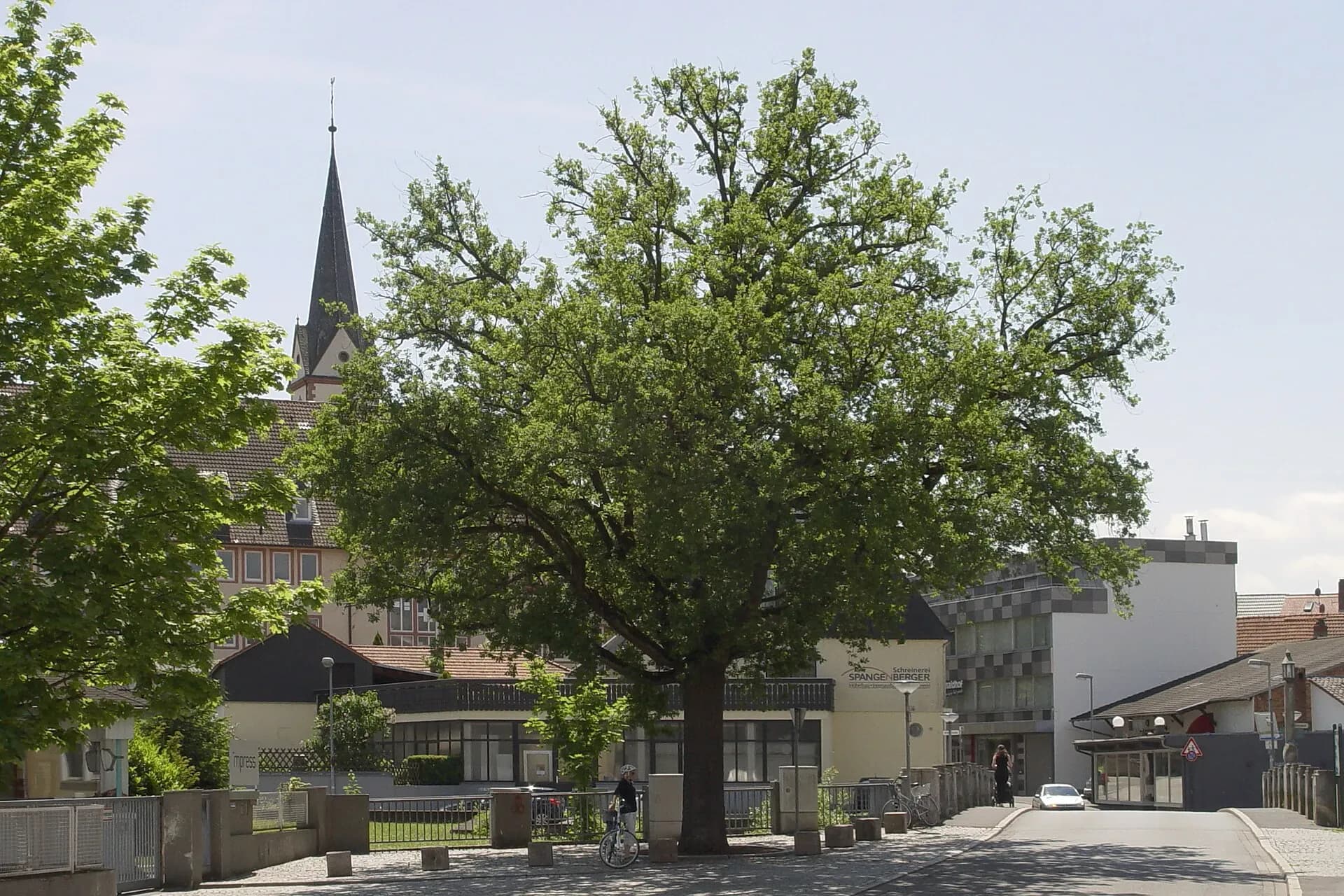 Naturdenkmal Eiche in Aschaffenburg-Damm