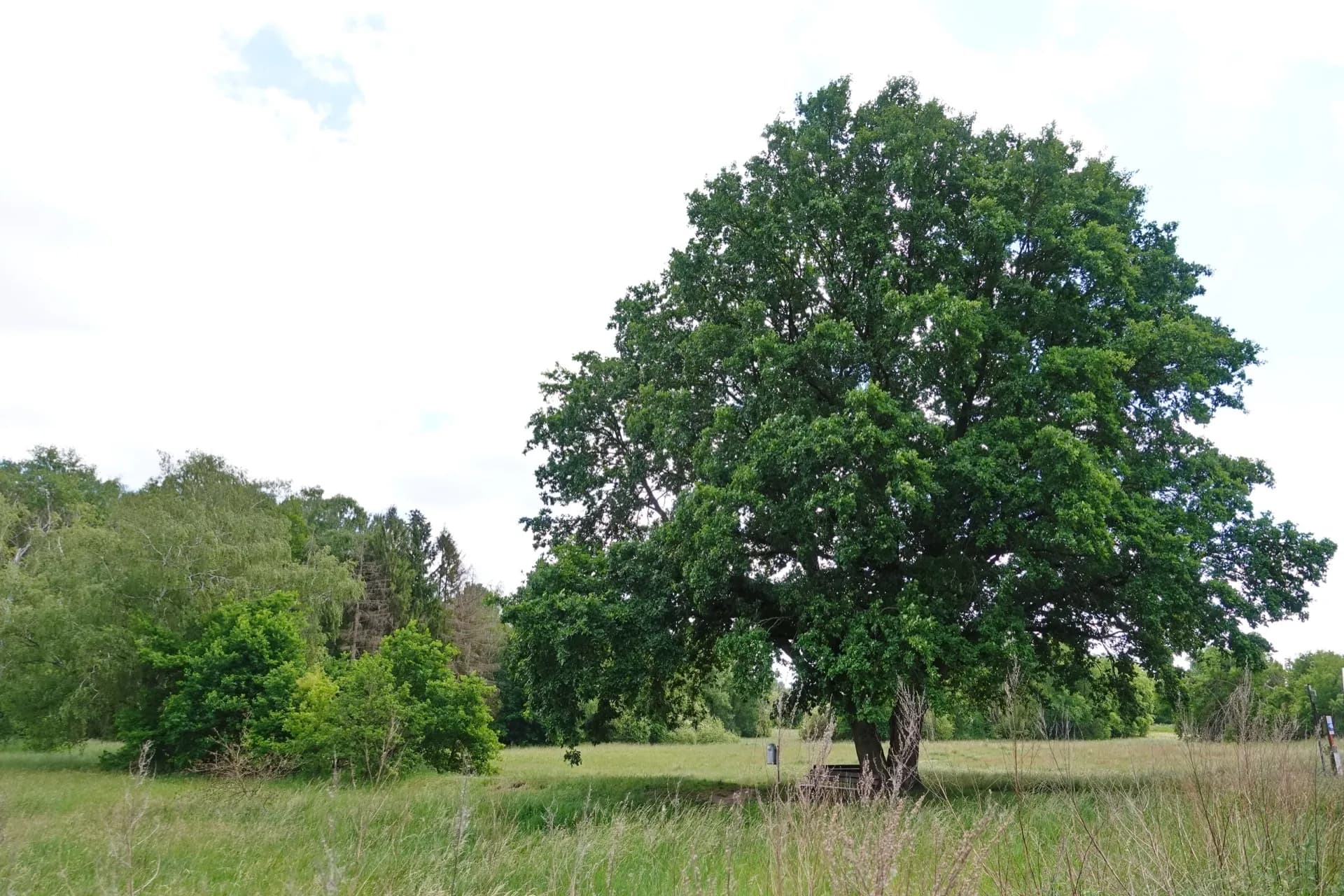 Naturdenkmal Eiche Obertshausen