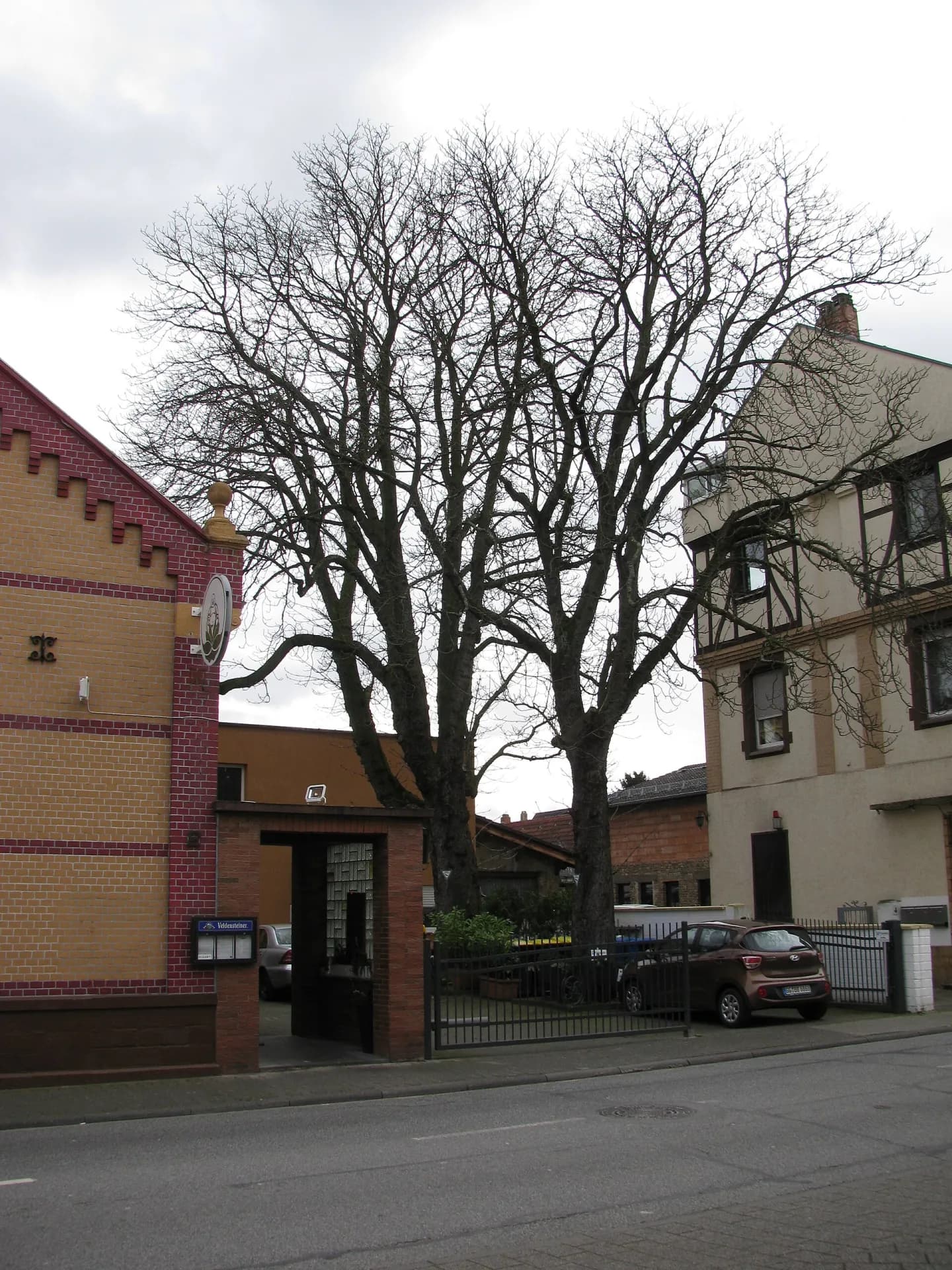Naturdenkmal Kastanien in der Mainzer Straße in Raunheim