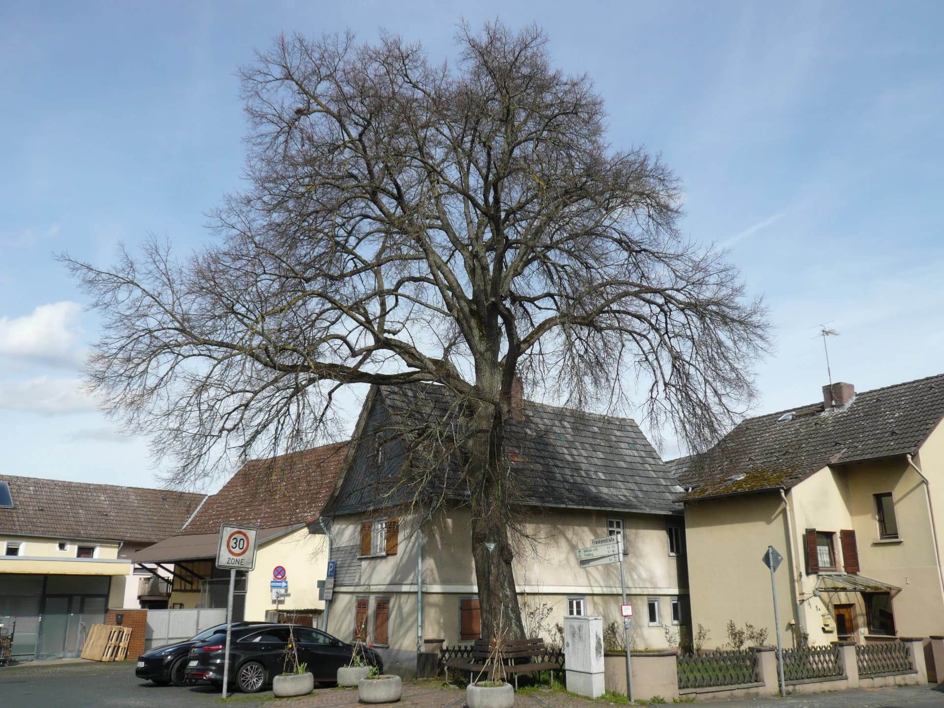Naturdenkmal Linde an der Rodheimer Straße in Nieder-Rosbach, Rosbach vor der Höhe