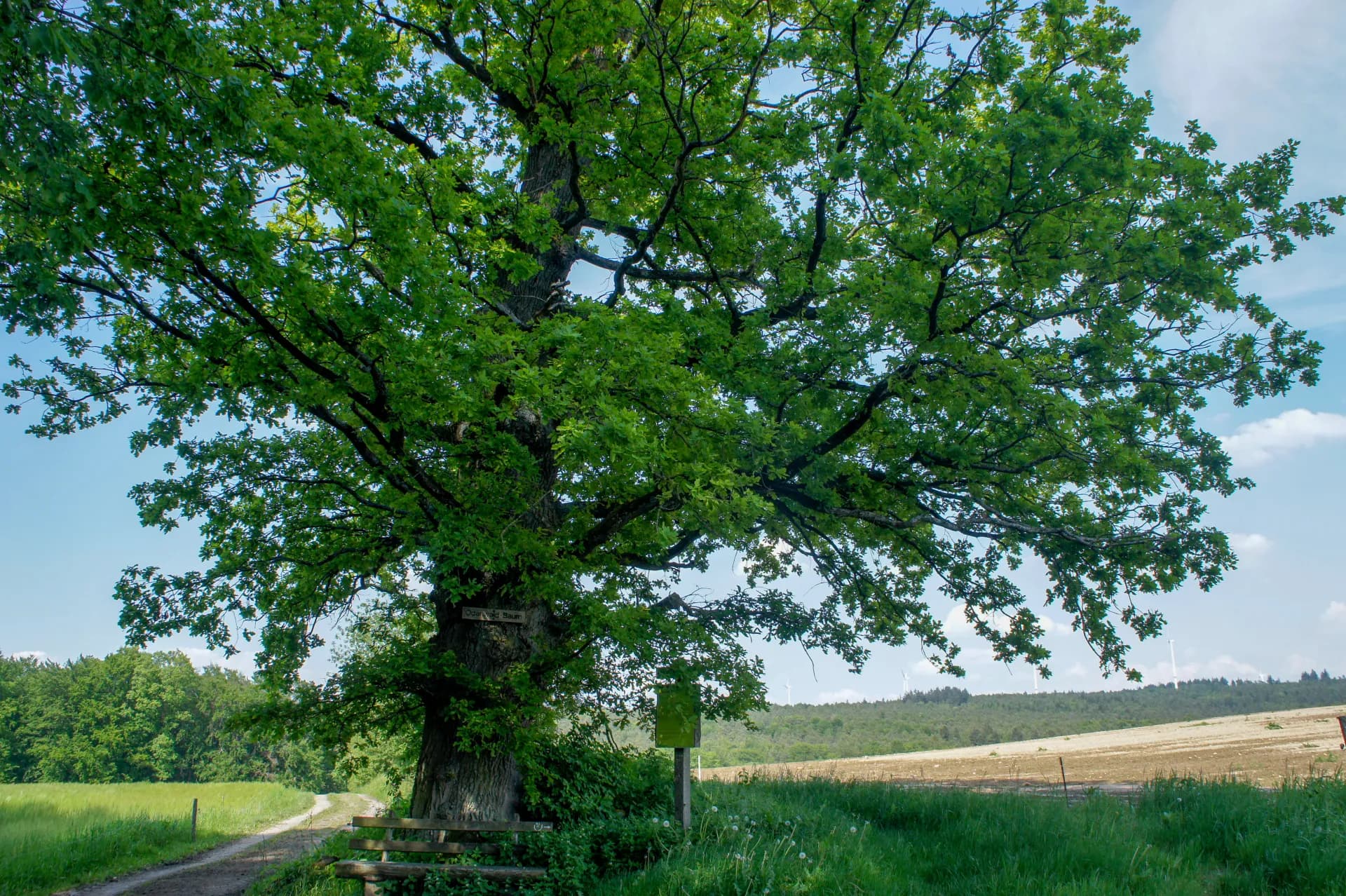 Naturdenkmal Odenwaldbaum bei Kimbach in Bad König