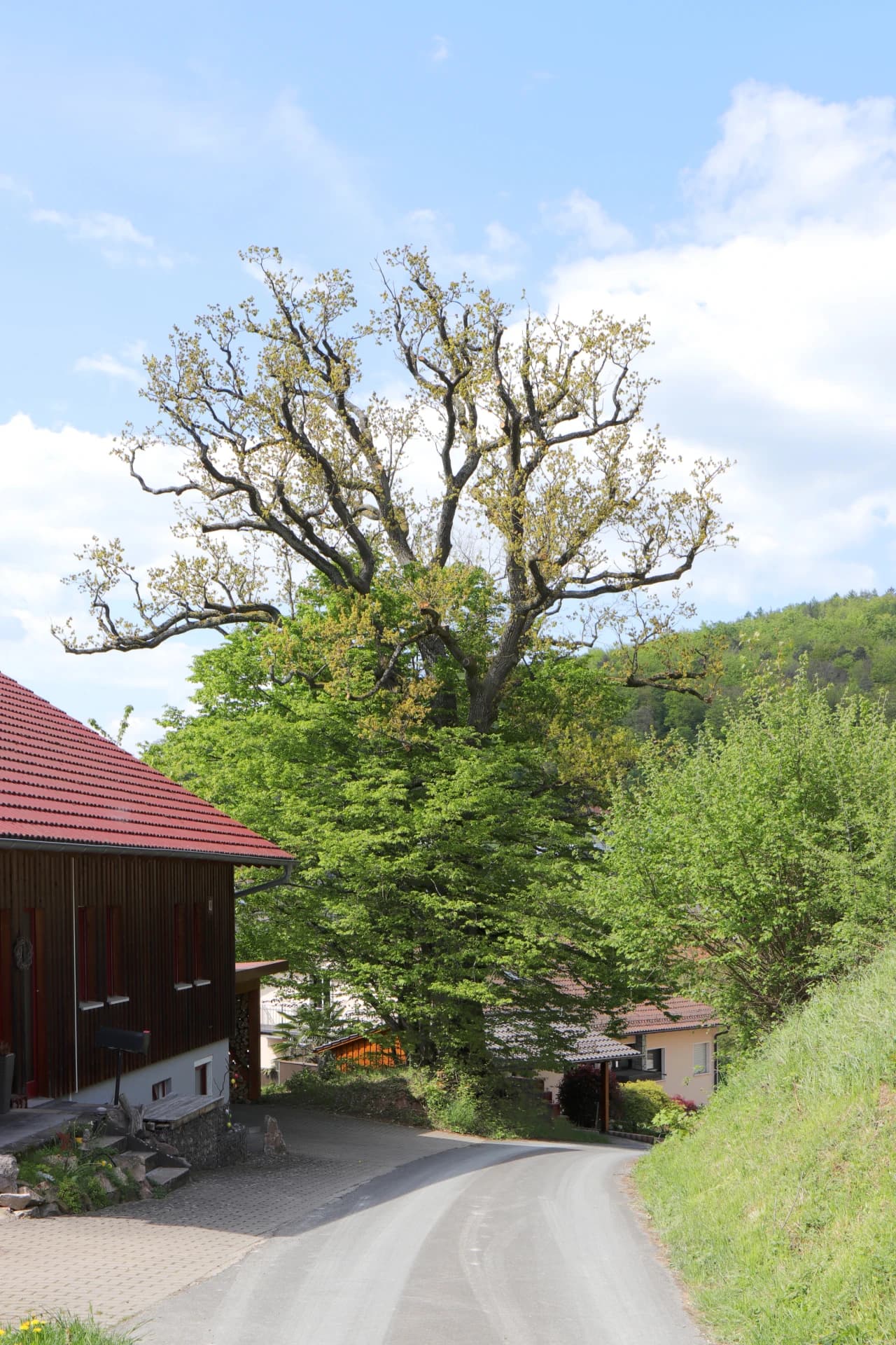 Naturdenkmal Zwei Traubeneichen in Sommerkahl