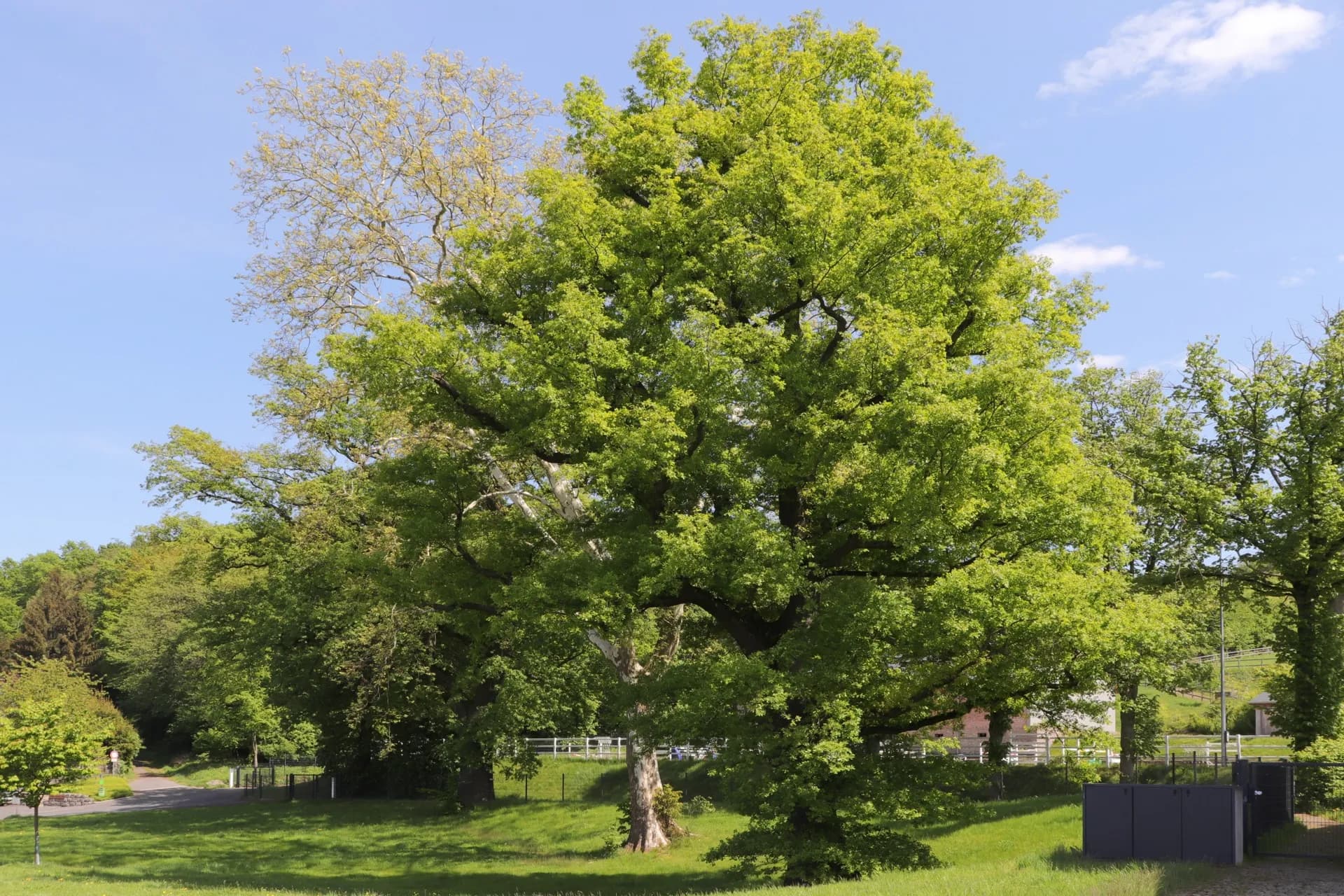Naturmuseumspfad in Goldbach