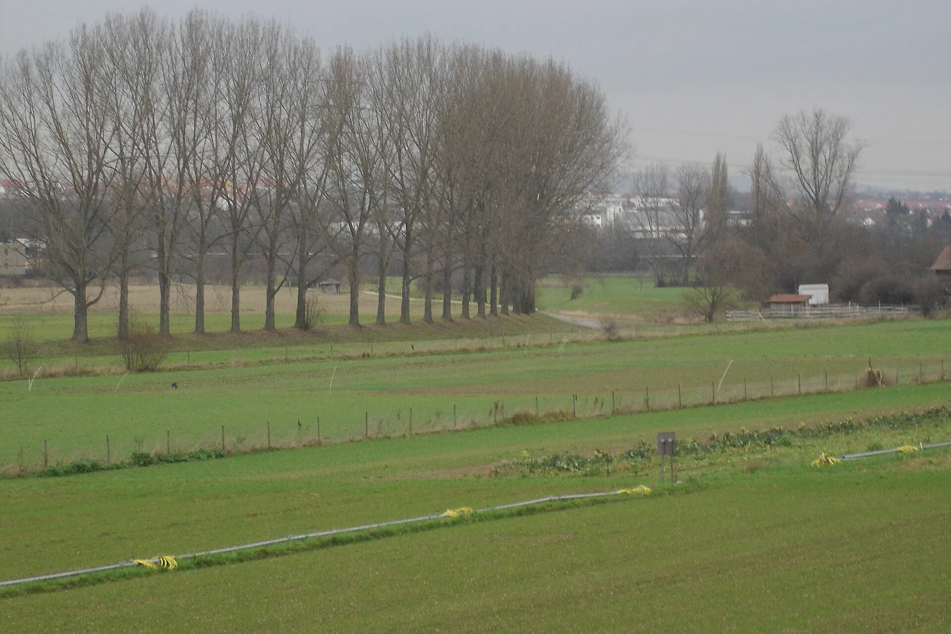 Nidda-Auen mit Pappelreihe bei Bad Vilbel