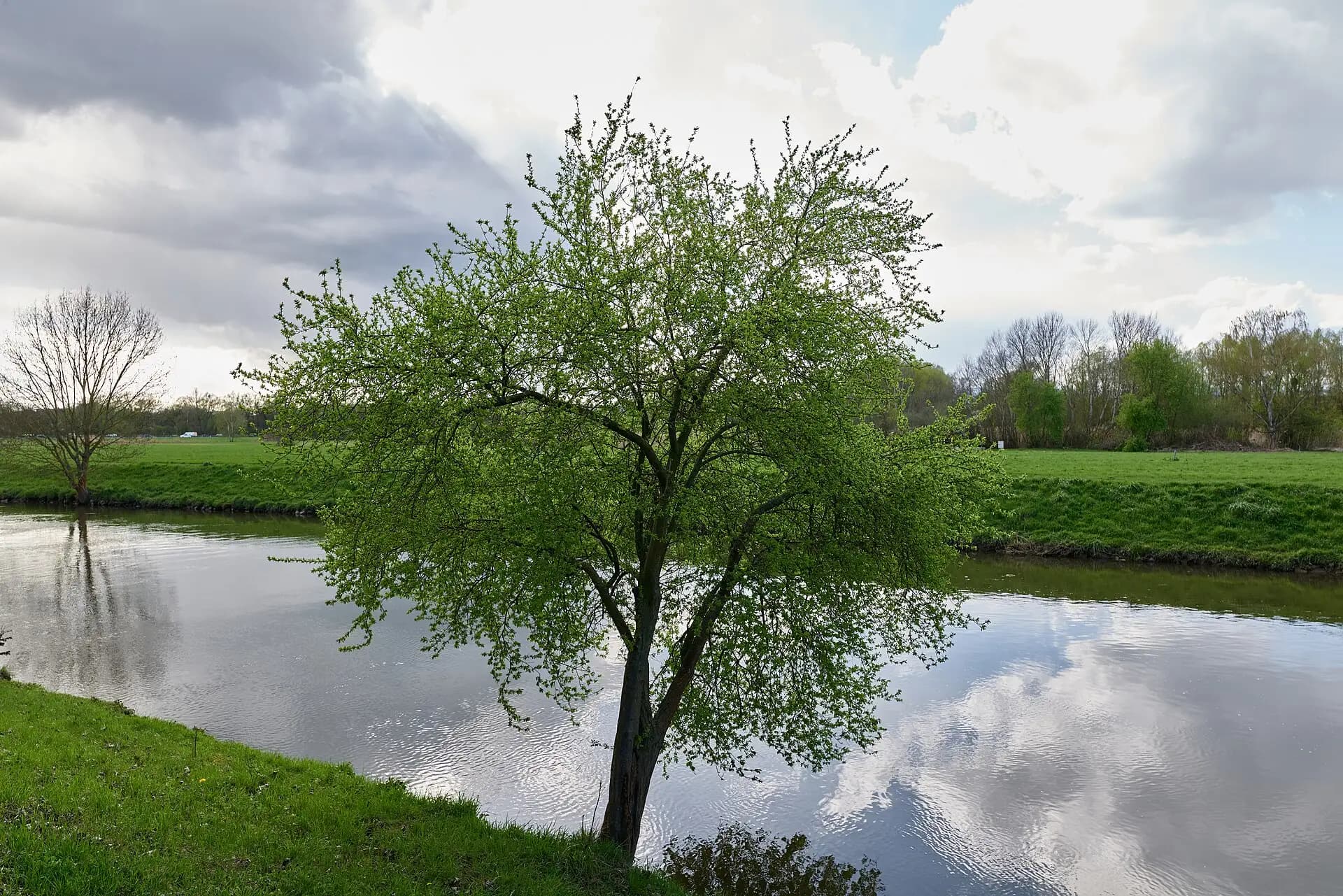 Baum mit Spiegelung in der Nidda in Frankfurt am Main