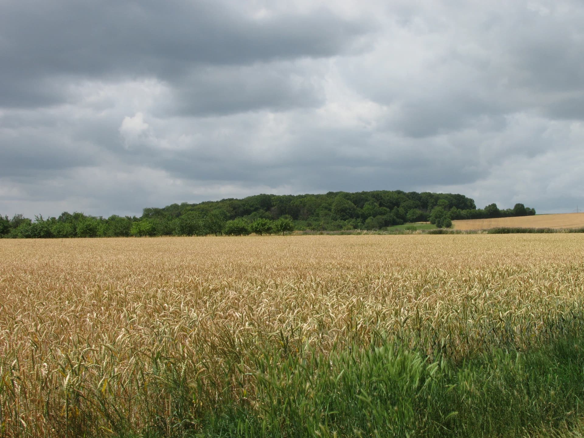 Naturschutzgebiet Hartig bei Maintal-Hochstadt