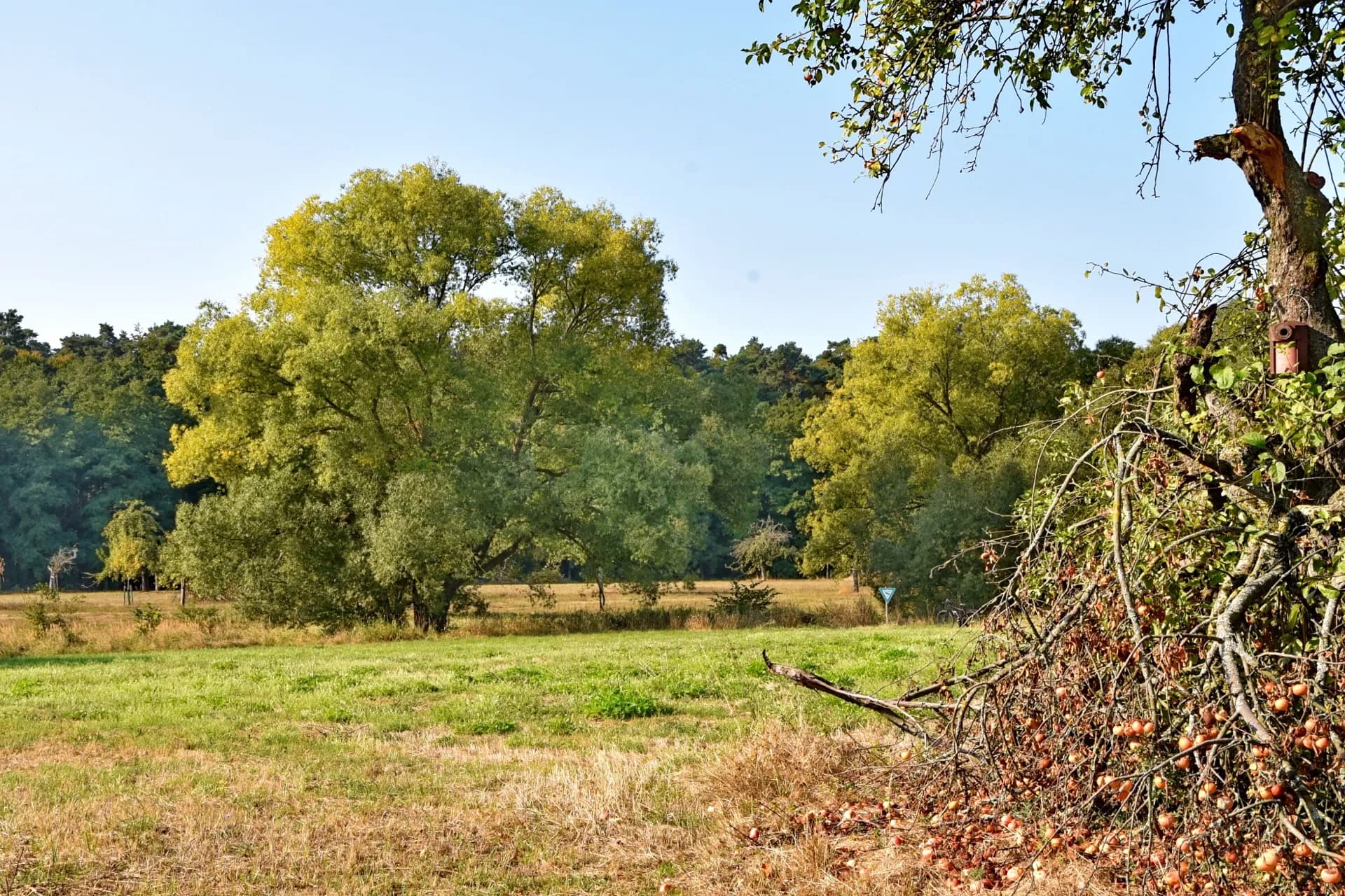 Naturschutzgebiet Im Woog bei Hainstadt