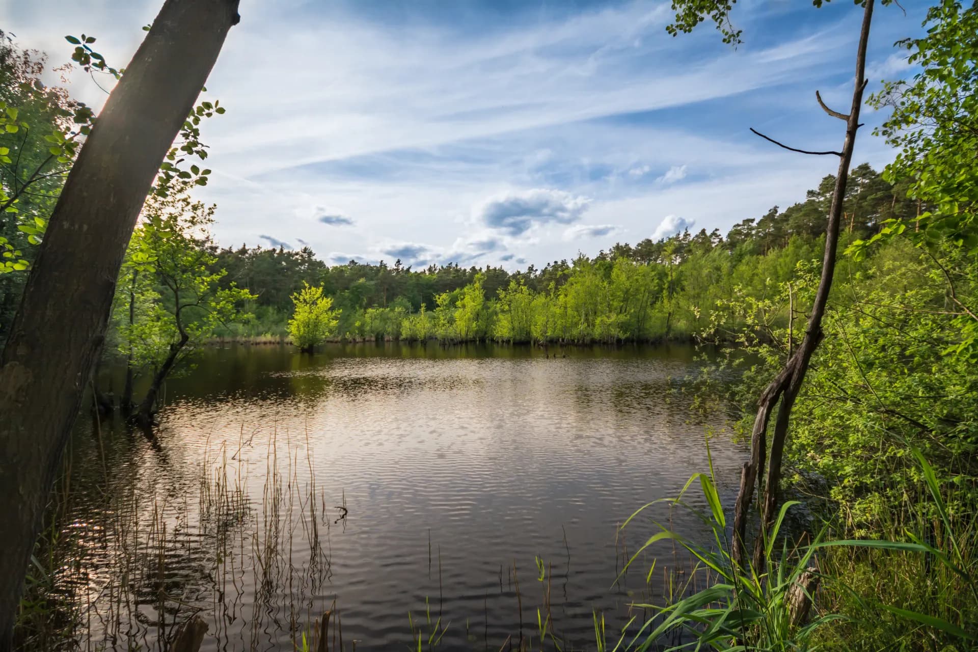 NSG Rallenteich bei Eppertshausen