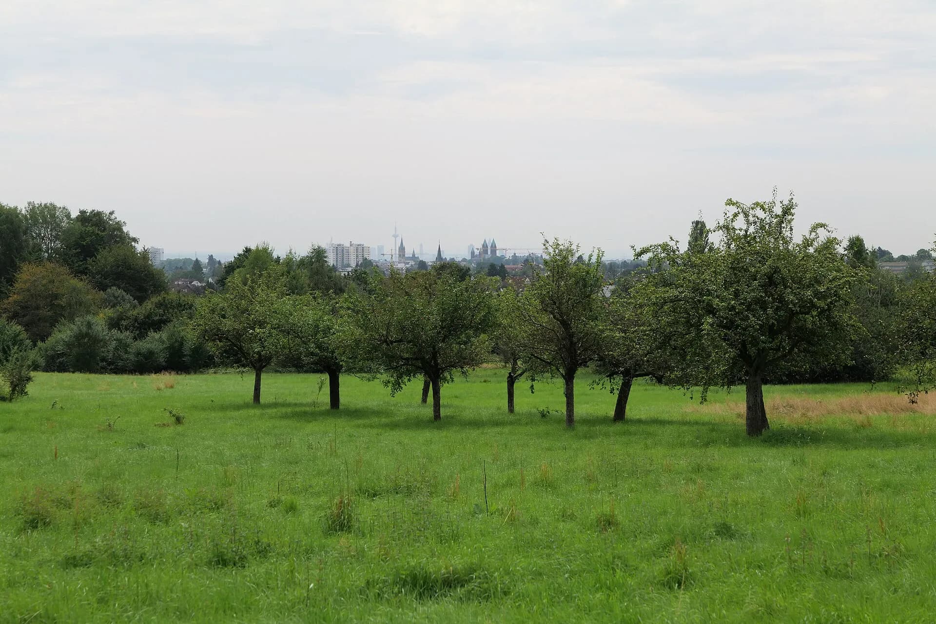 Obstbaumreihe im Naturschutzgebiet Kirdorfer Feld in Bad Homburg-Kirdorf