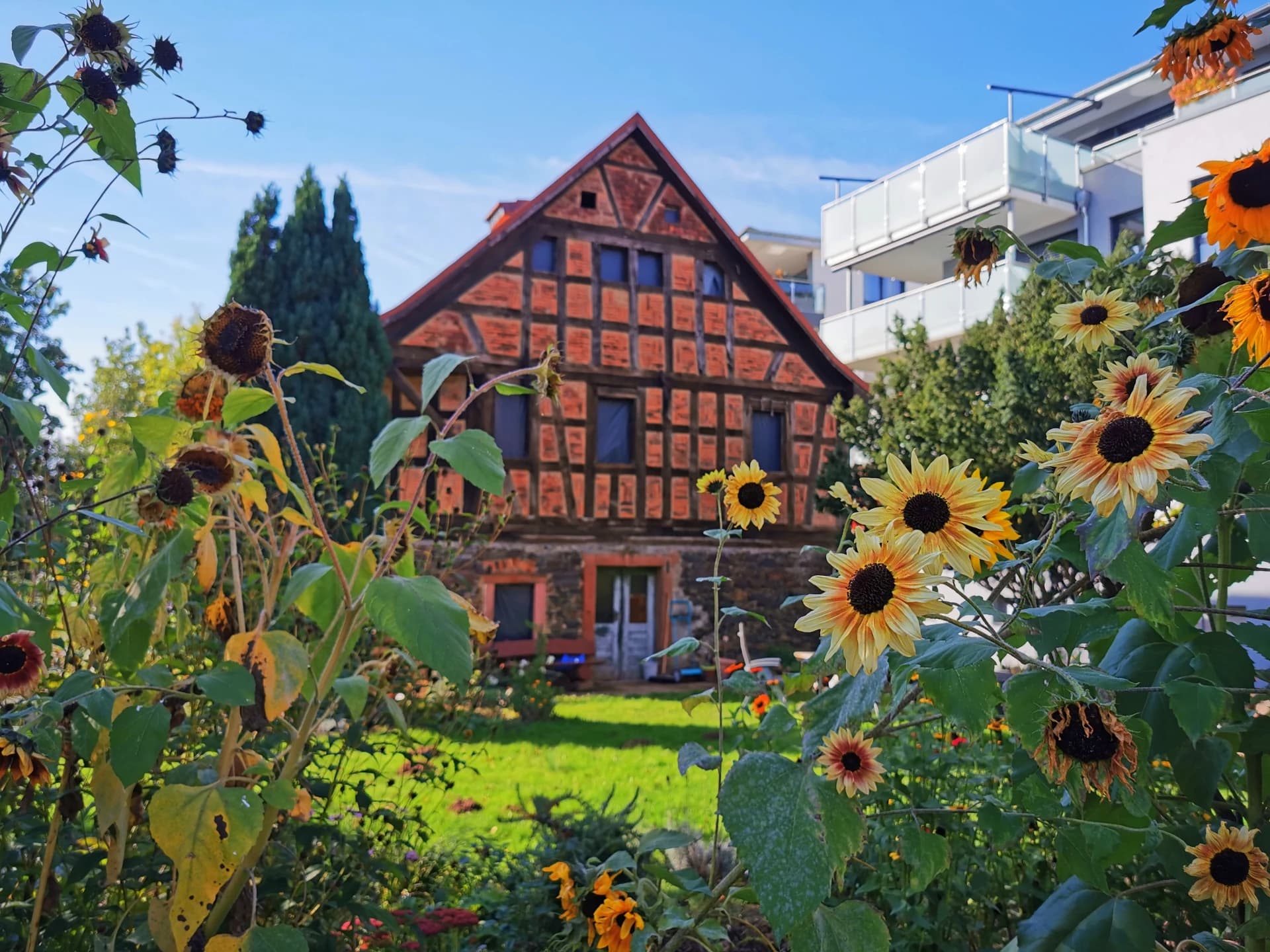 Ölmühle mit Sonnenblumengarten in Alzenau