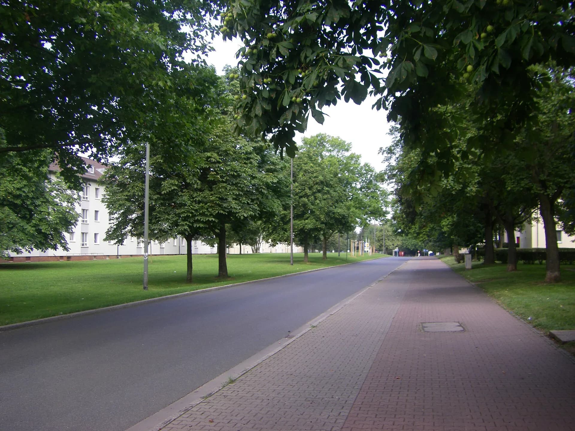 Baumbestandene Platenstraße in Frankfurt Dornbusch