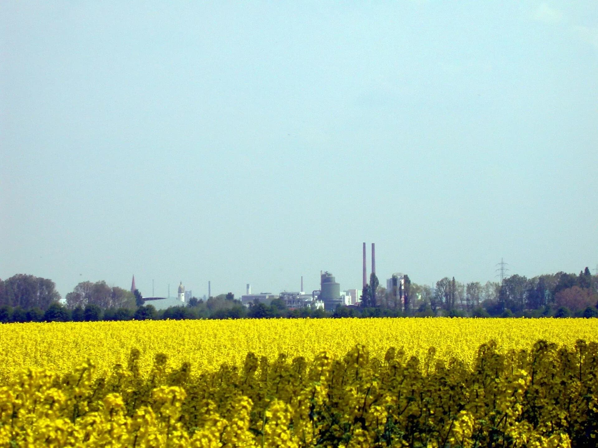 Rapsfeld am Ortsrand von Frankfurt-Zeilsheim