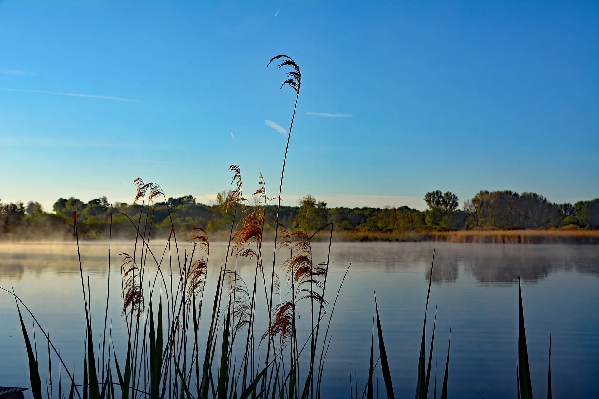 Schilfgürtel am Reinheimer Teich im Morgenlicht