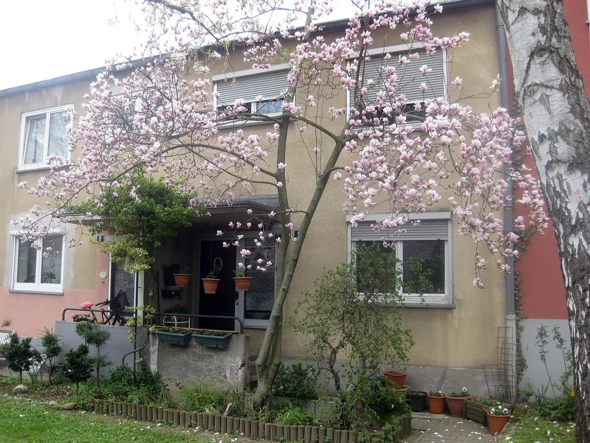 Wohnzeile der Siedlung Römerstadt mit blühender Magnolie in Frankfurt Heddernheim