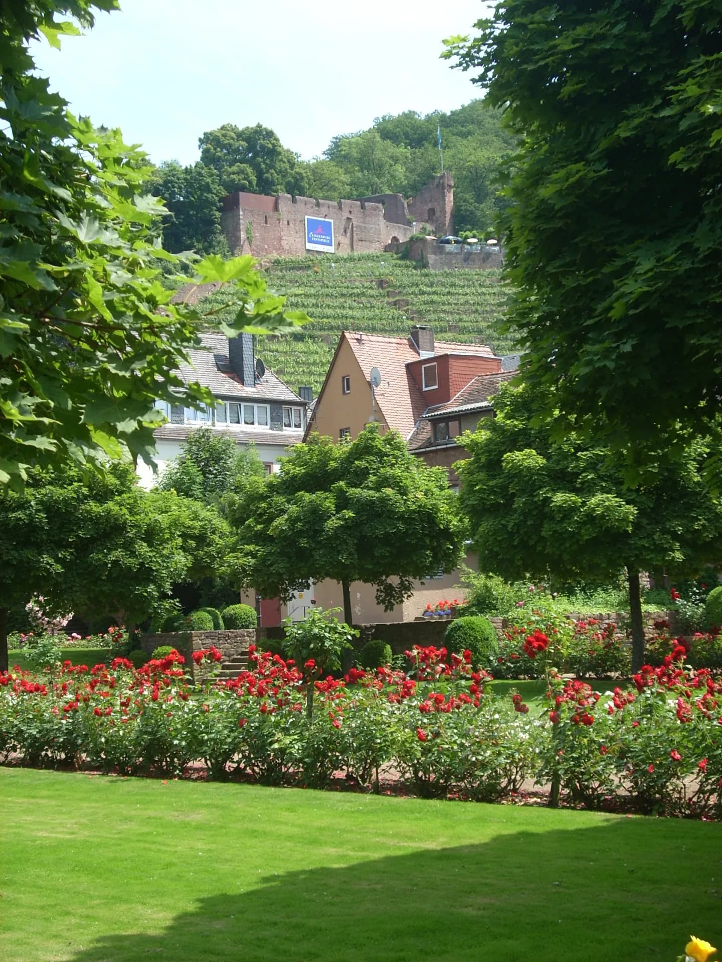 Rosengarten unterhalb der Clingenburg in Klingenberg am Main