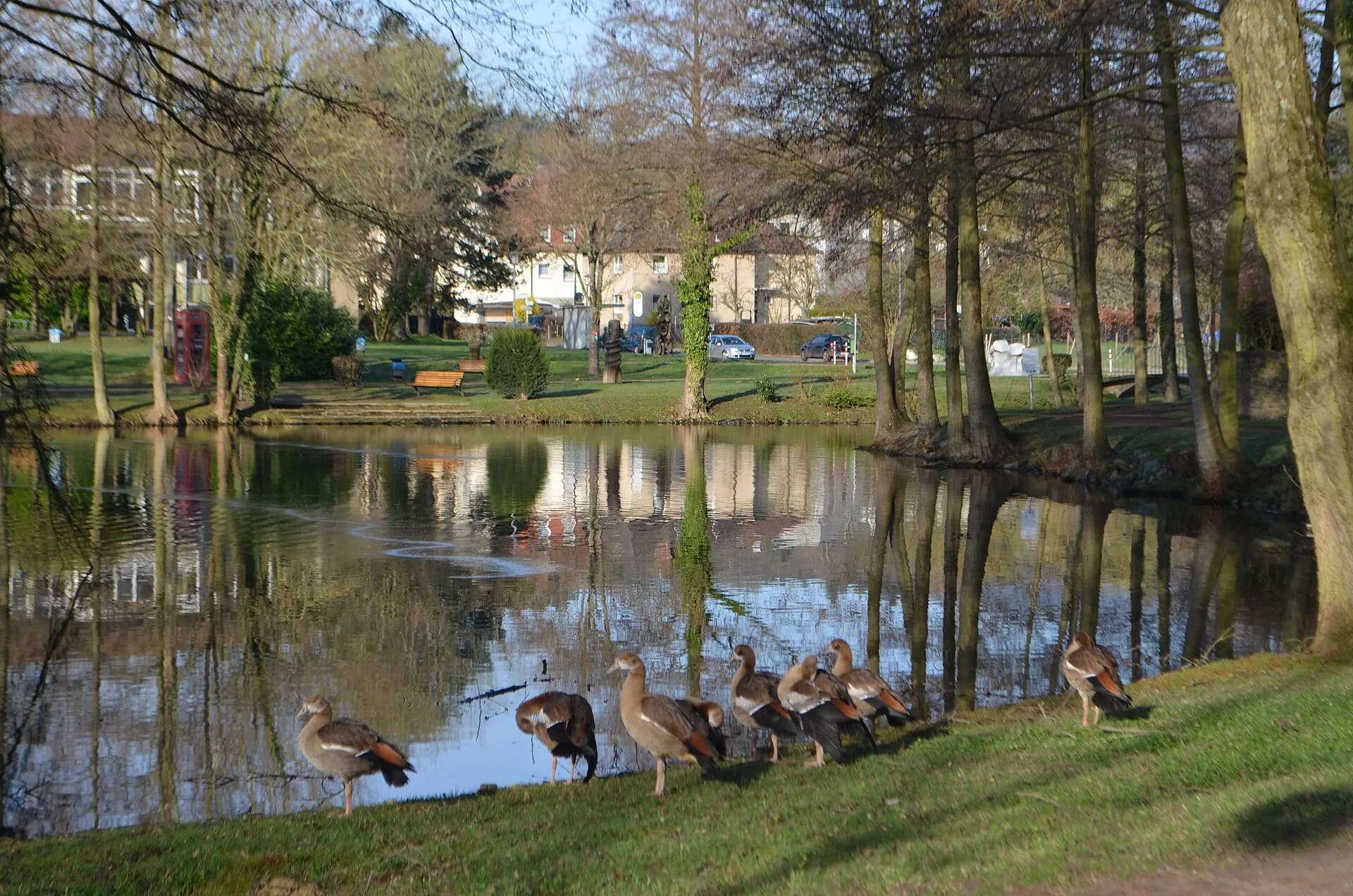 Weiher im Rushmoor-Park in Oberursel (Taunus)
