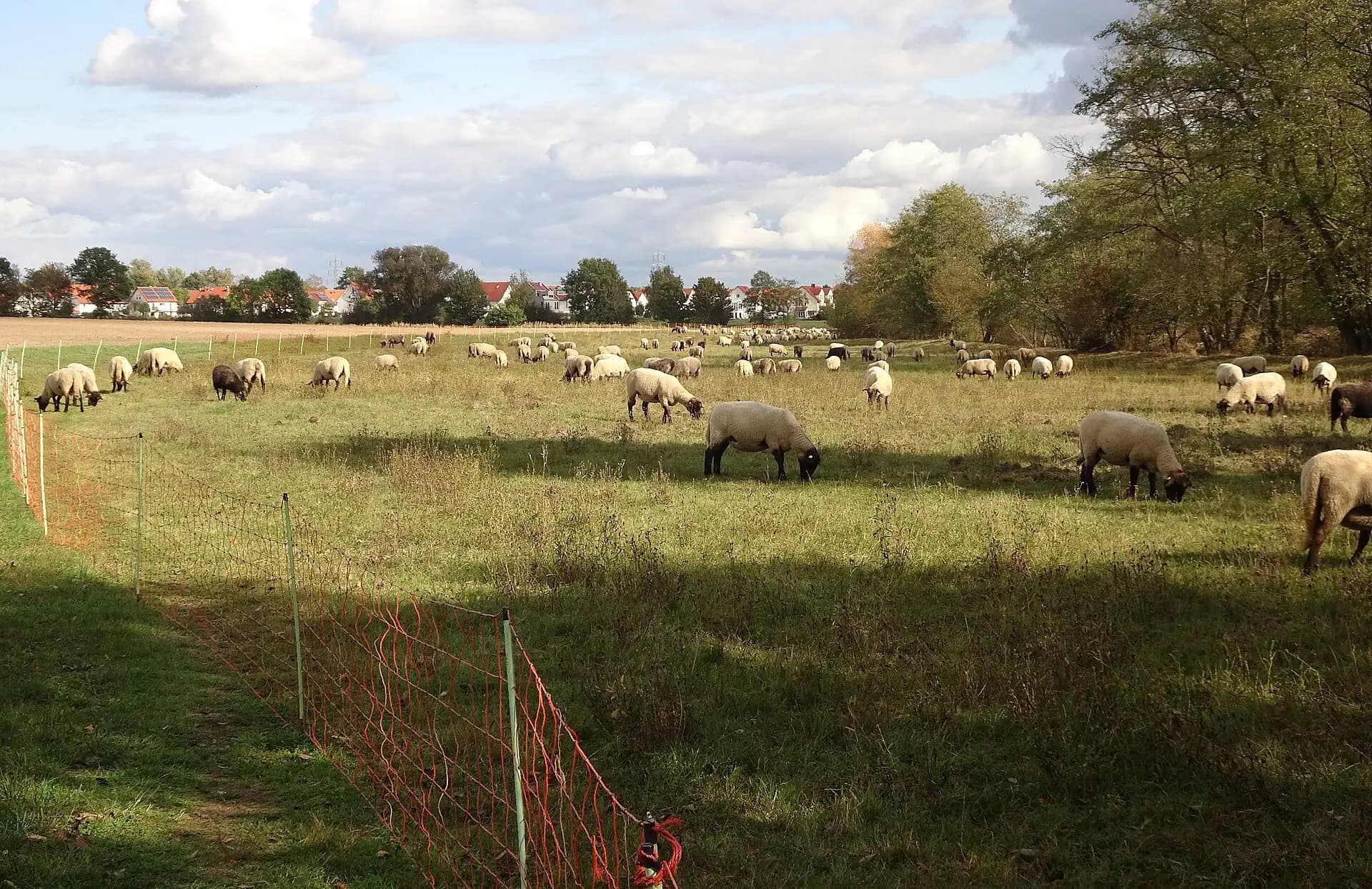 Schafbeweidung auf dem Sandmagerrasen bei Dieburg