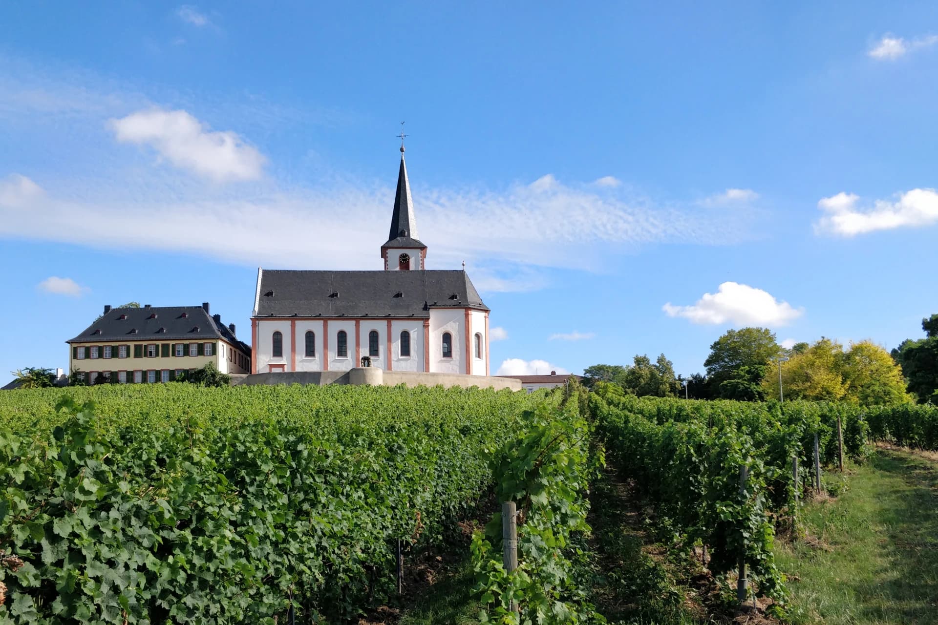 Pfarrkirche Sankt Peter und Paul über den Weinbergen in Hochheim am Main