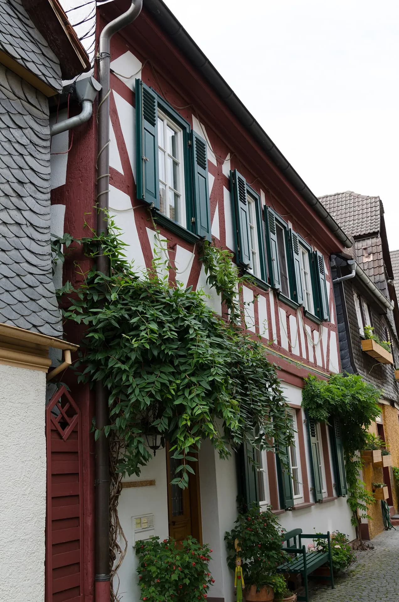 Schafgasse 1 mit Weinlaub in Seligenstadt