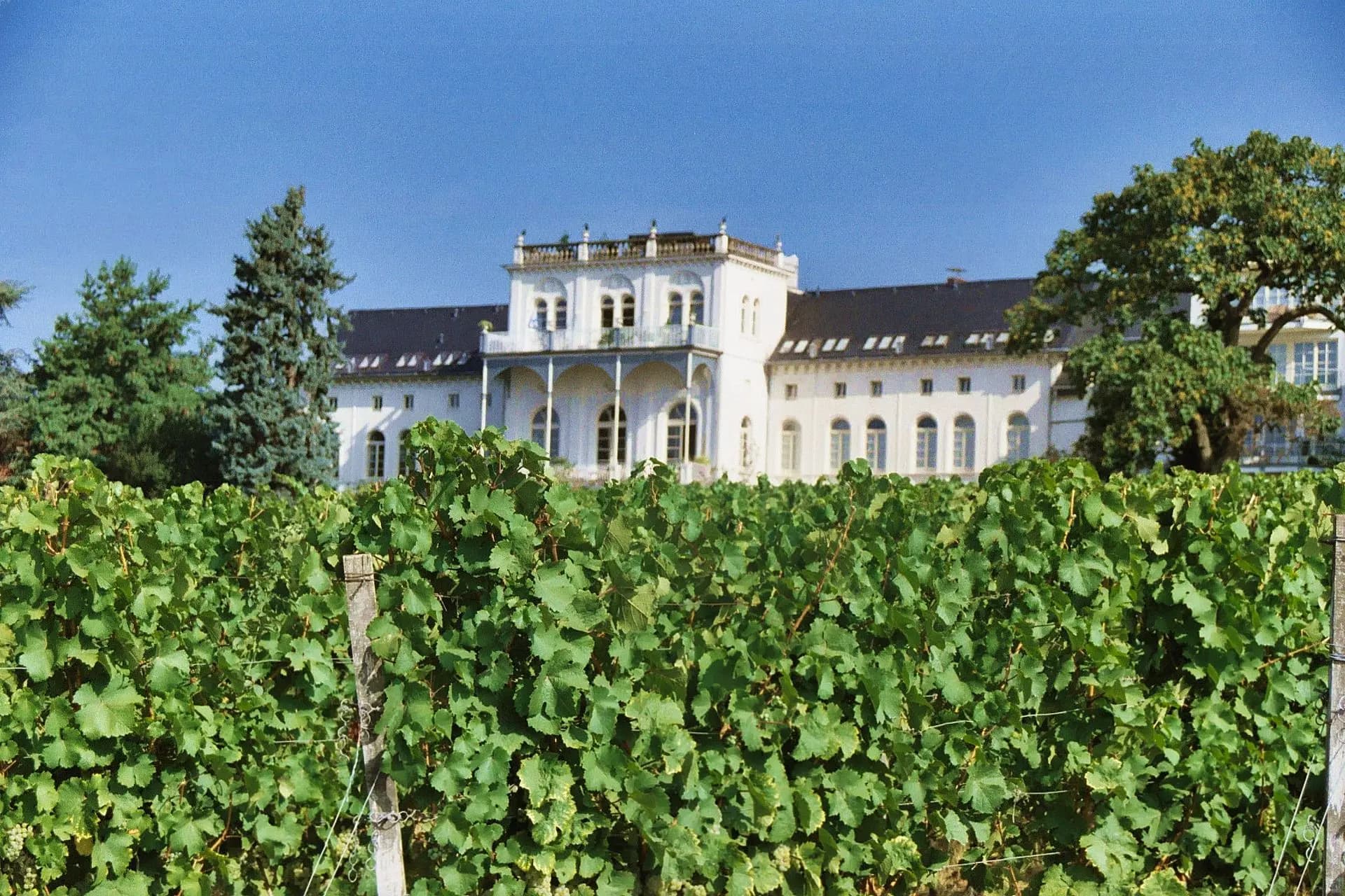 Schlösschen über dem Weinberg in Hochheim am Main