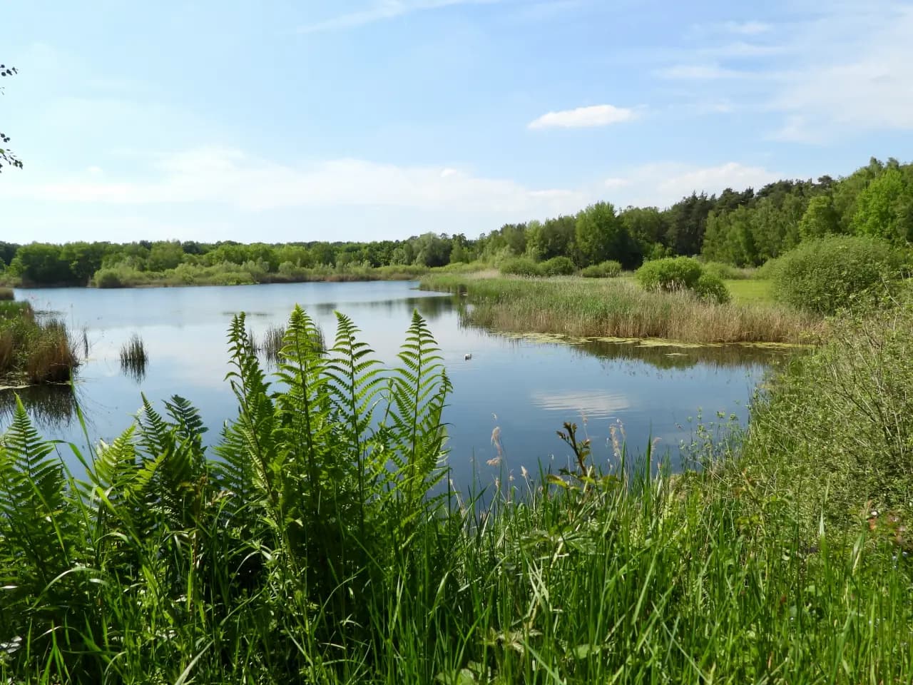 See mit Schilf und Ufervegetation bei Heusenstamm