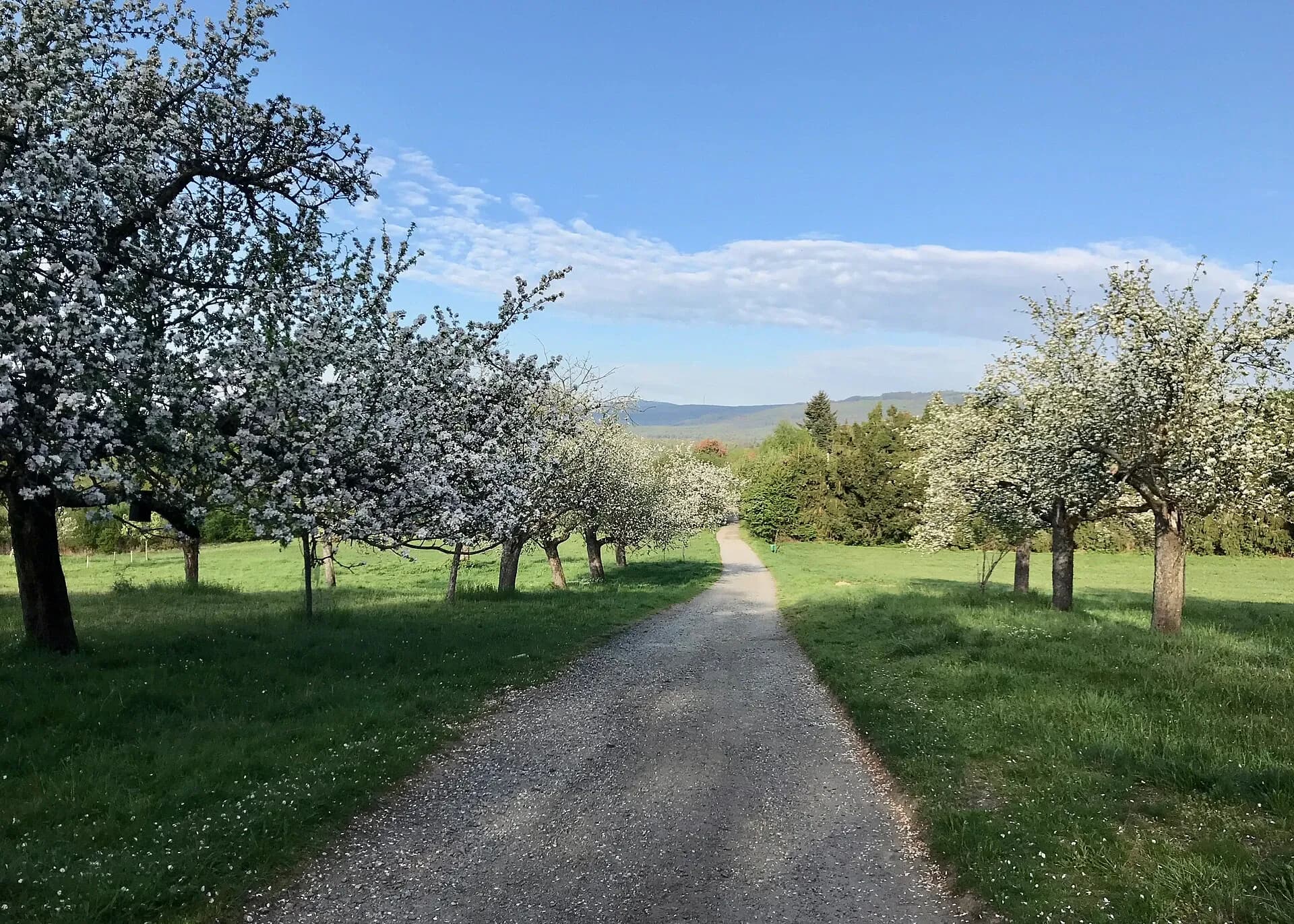 Streuobstweg im Kirdorfer Feld in Bad Homburg-Kirdorf