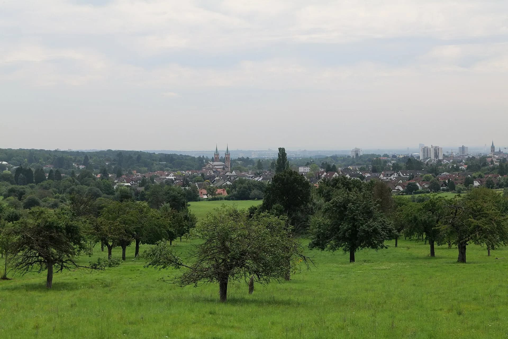 Streuobstwiese im Kirdorfer Feld mit Fernblick in Bad Homburg-Kirdorf