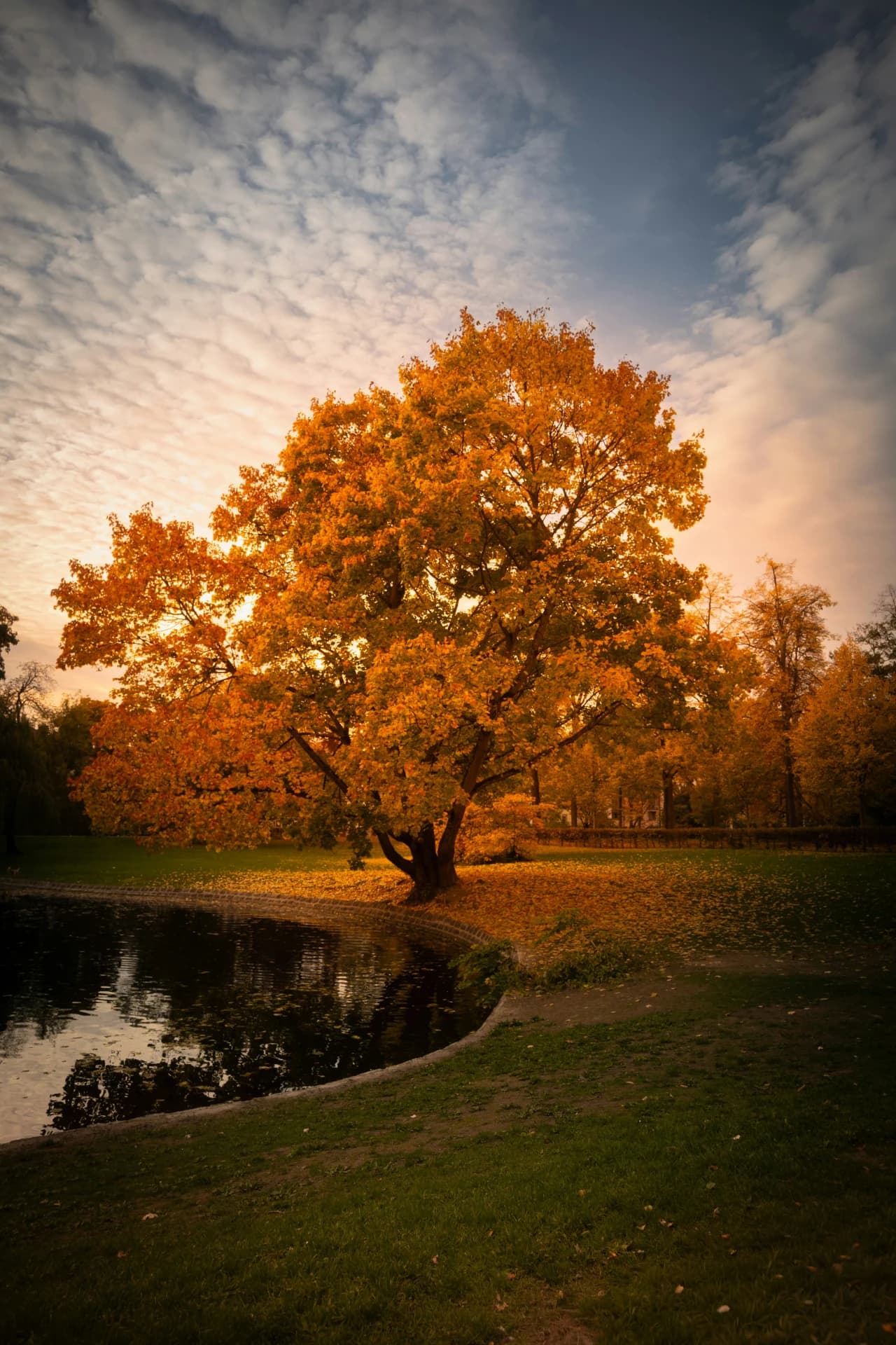 Herbstbaum am Teich im Abendlicht in Darmstadt