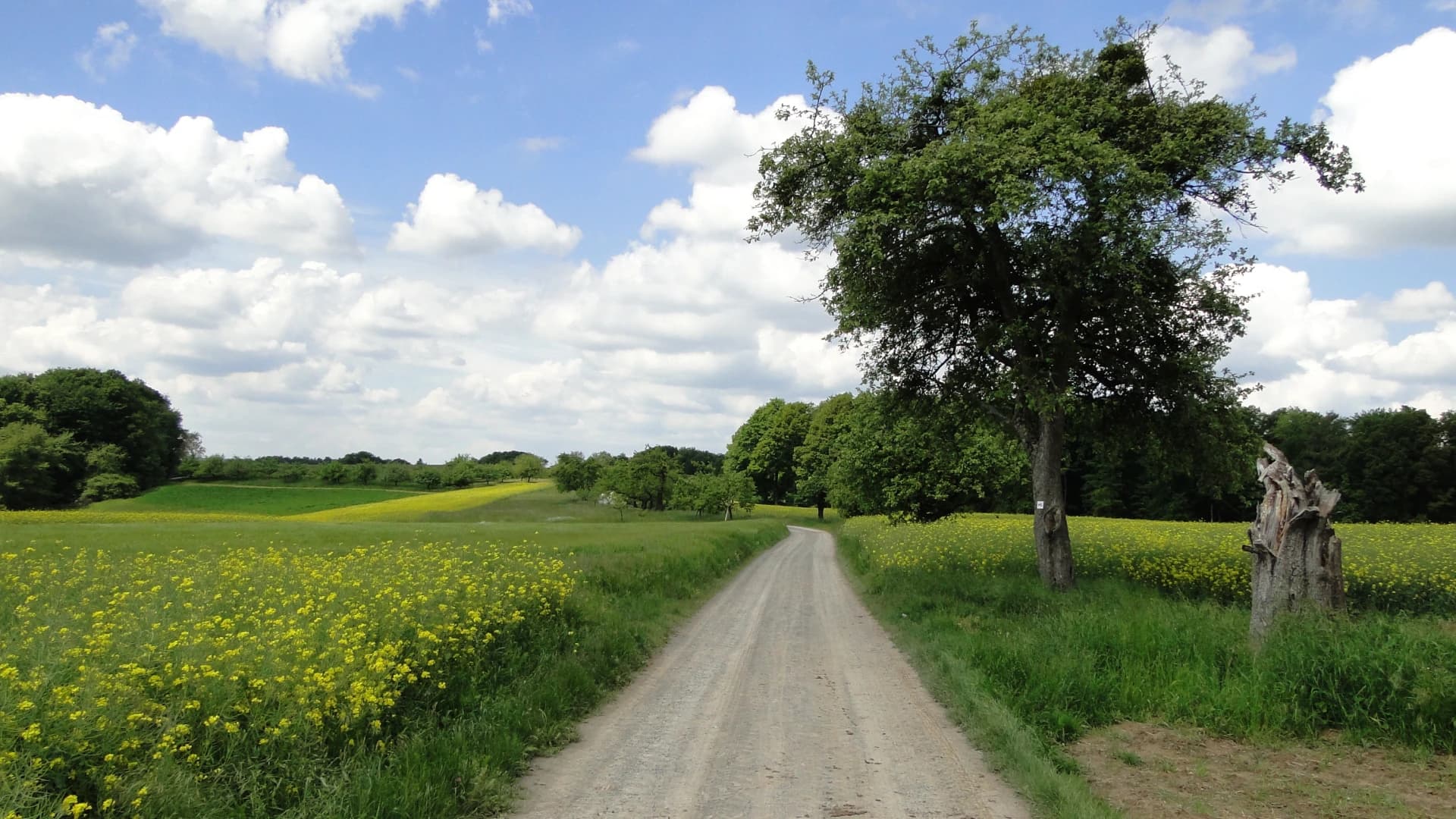 Obstbäume und Rapsfelder am Salchenbuckel im Vorspessart bei Leidersbach