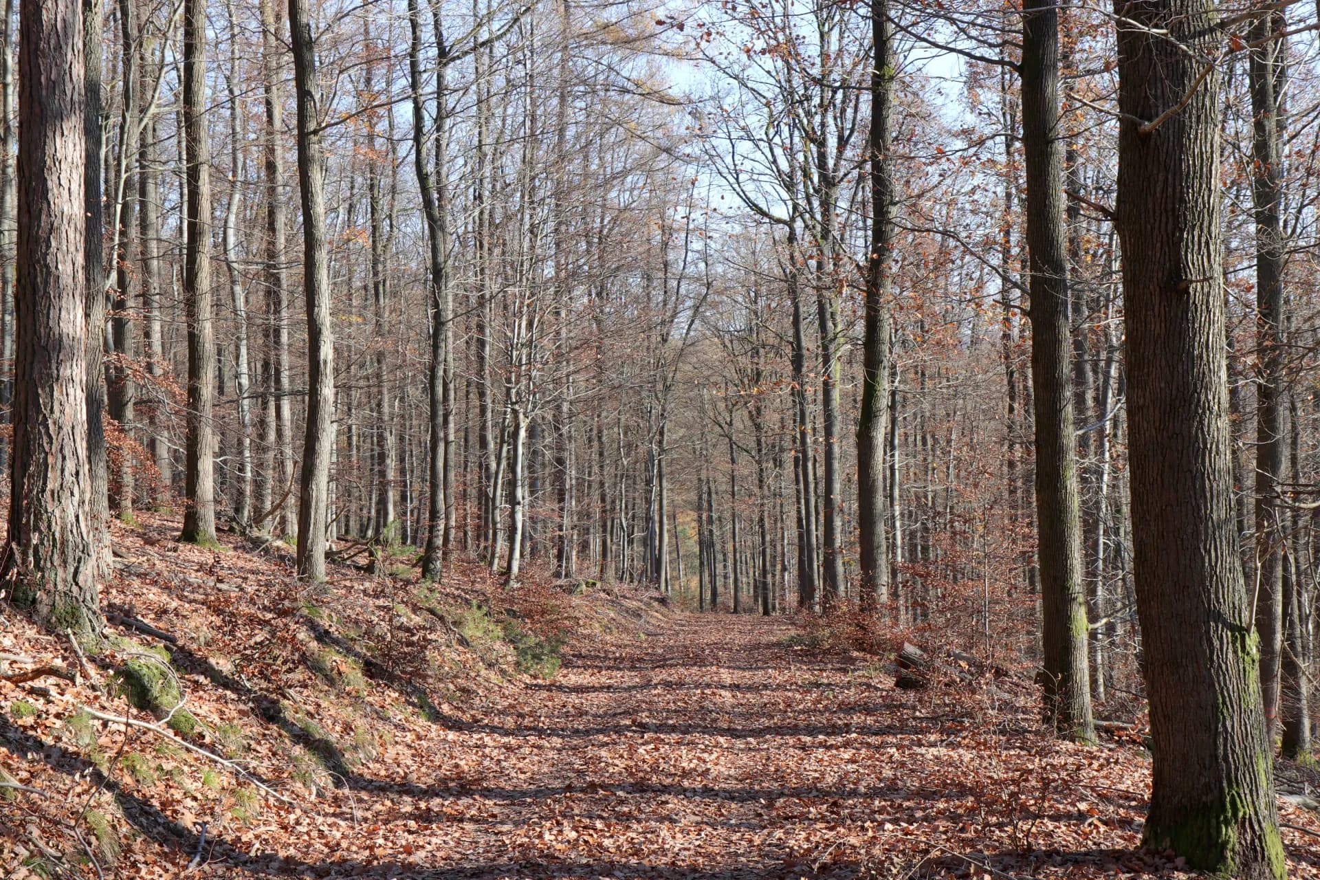 Waldaschaffer Forst am Dörnberg bei Waldaschaff